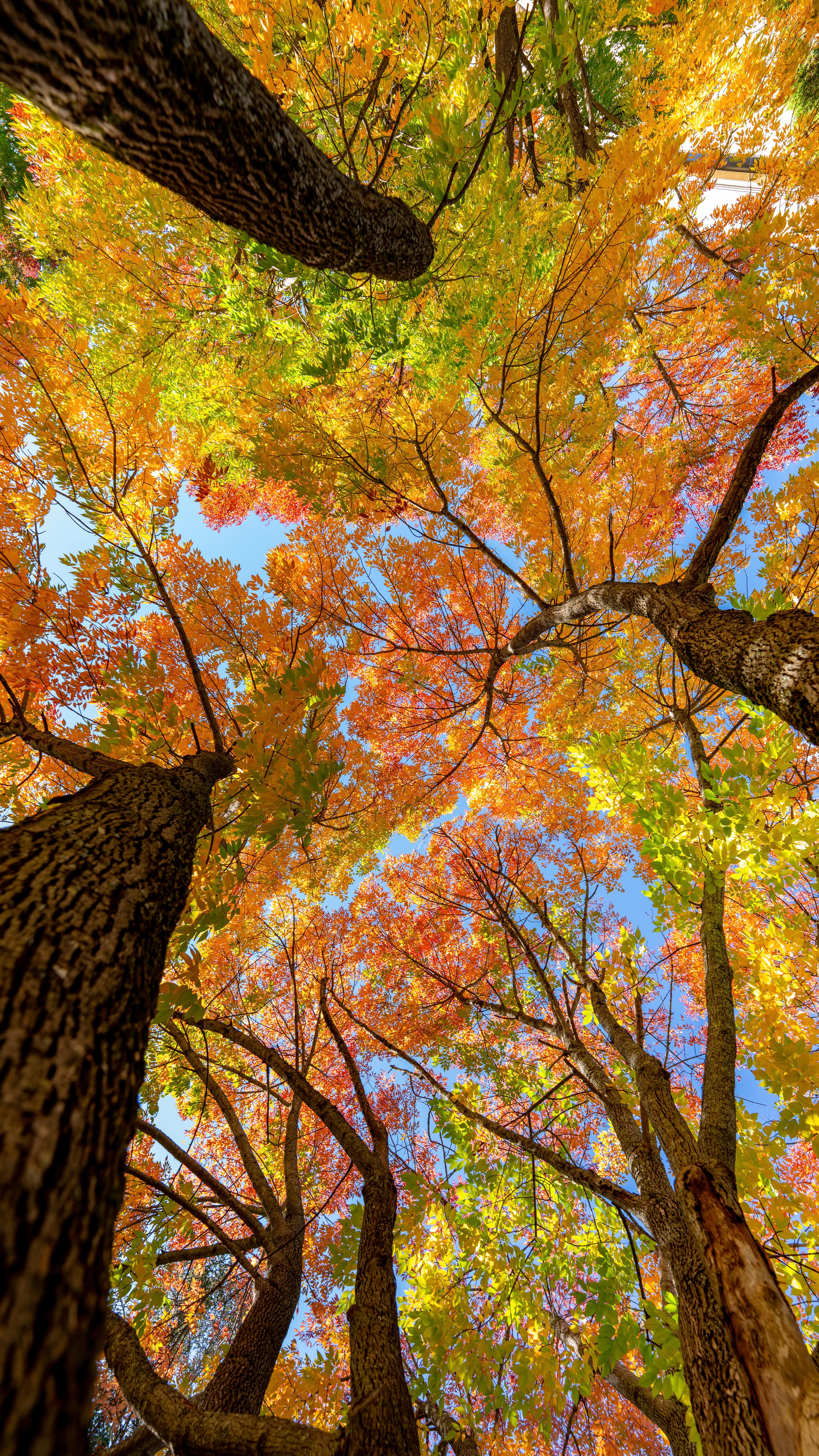 A few of my favorite shots from this fall! 🍁🐻📸 #maineisgorgeous #umaine #visitmaine #sonyalpha #djimavic3pro #fallismyfavorite #maineweddingphotographer