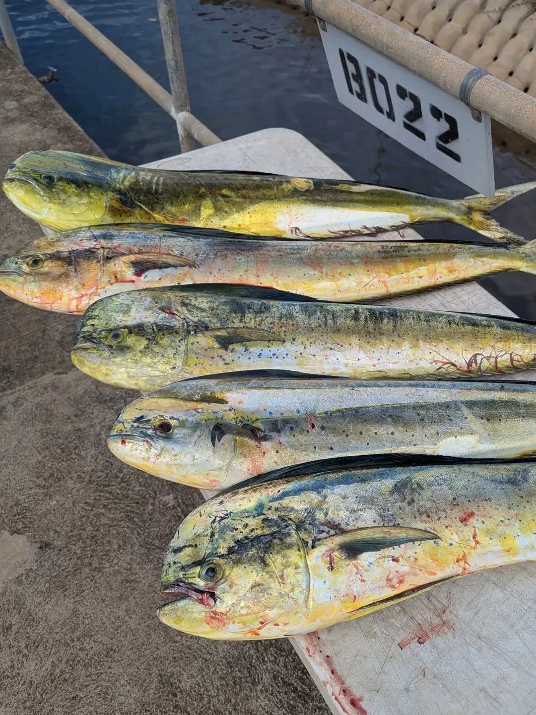 Mahi slabs available now! First come first serve. Pm text or call! Half days like this make me 😁
For fresh fish call or text:
808-594-7799
For charters check out:
Gofishoahu.com
haleiwafishingcharter #mahi #ono #northshoreoahufishing #northshoreoahu #northshore #hawaiifishing #fathersonfishing #oahufishing #oahu #lines #lures #rods #reels #bait #tackle #polebender #pelagicfishing #trolling #boattrip #bottomfishing #pelagic #freshfish #freshcatch #mahifishtacos #gofishoahu #luckylasshaleiwacharters