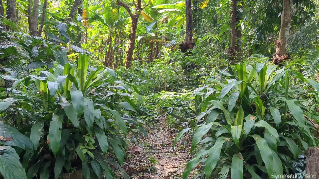 This jungle path is giving me some shipibo vibes 👀 (just another random practice piece trying to figure out novel approaces on doing replications)