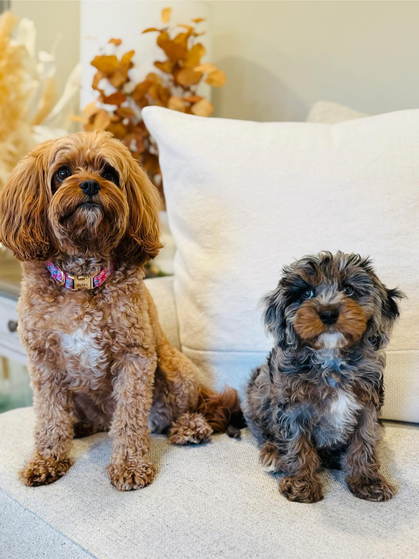 Skittles- now Hazel (right) living her best life with her new big sister, Jayla! ๐ We couldnโt be happier for our special girl!