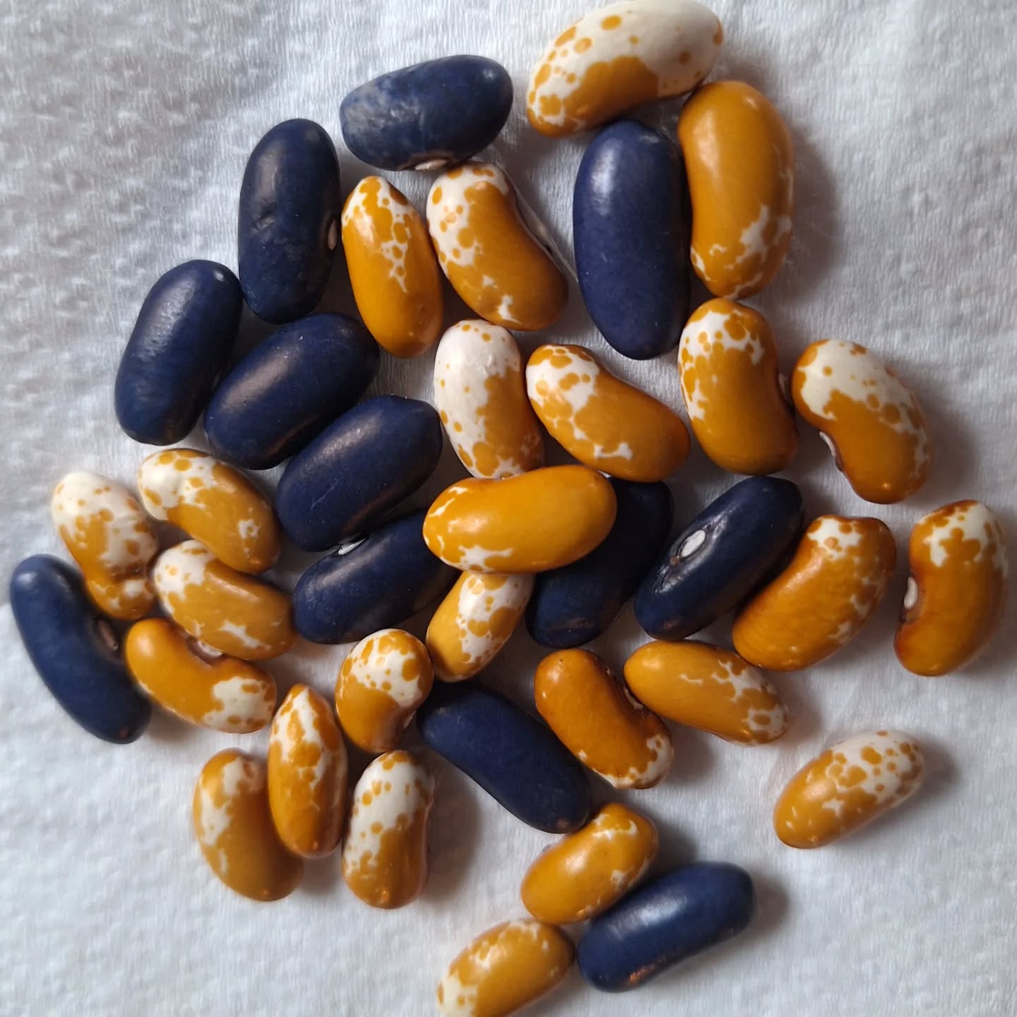 Fabulous beans, courtesy of seeds from @meridianpratt 🌱 ❤️