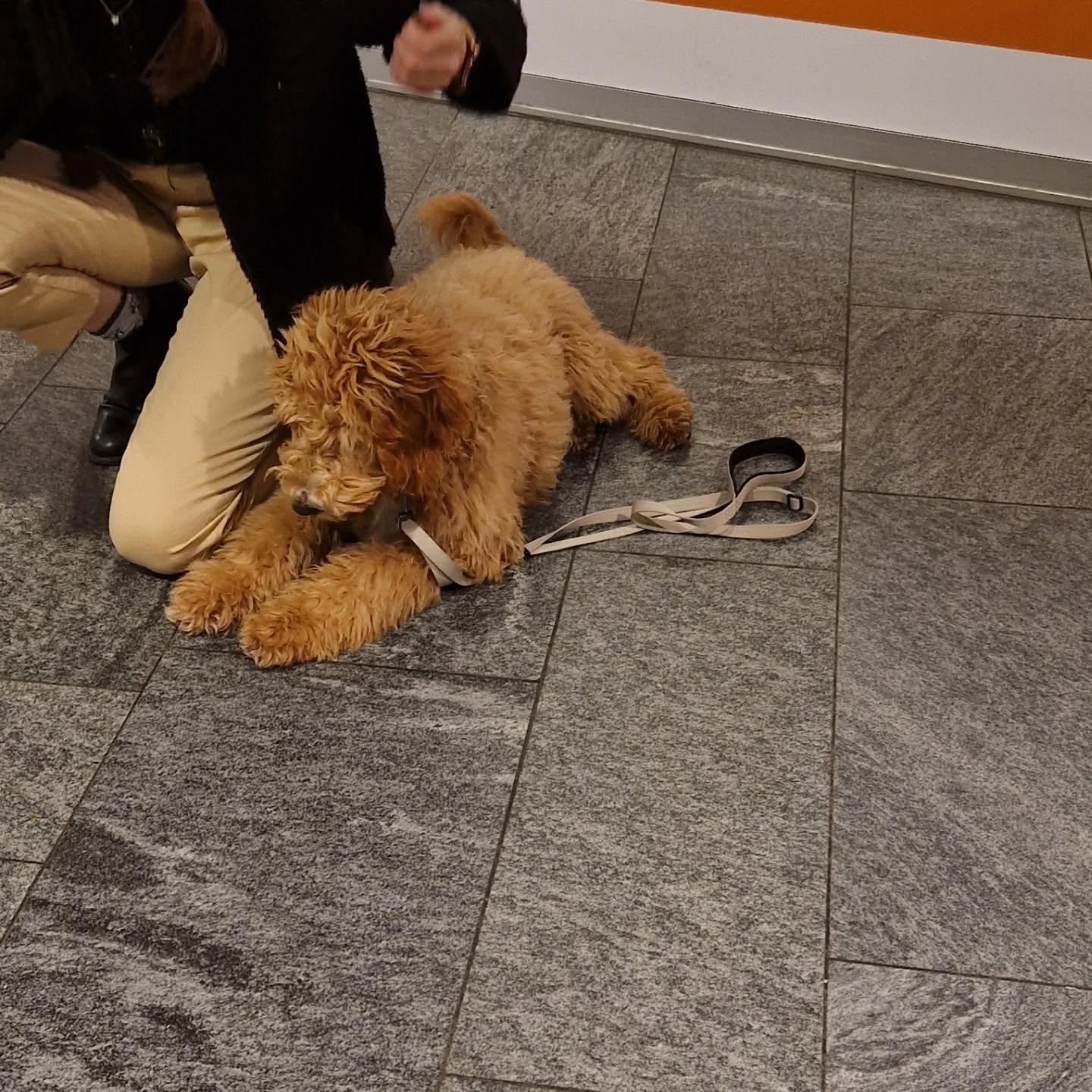 Junghundetraining mit Asenta 🐶🐕
#hundetraining #assistenzhundeschweiz #assistenzhundeverein #assistenzhund #assistenzhundeausbildung #assistenzhundeteam #junghundetraining #junghunde #pawsandyou #vereinfürhilfshunde #gemeinnützig