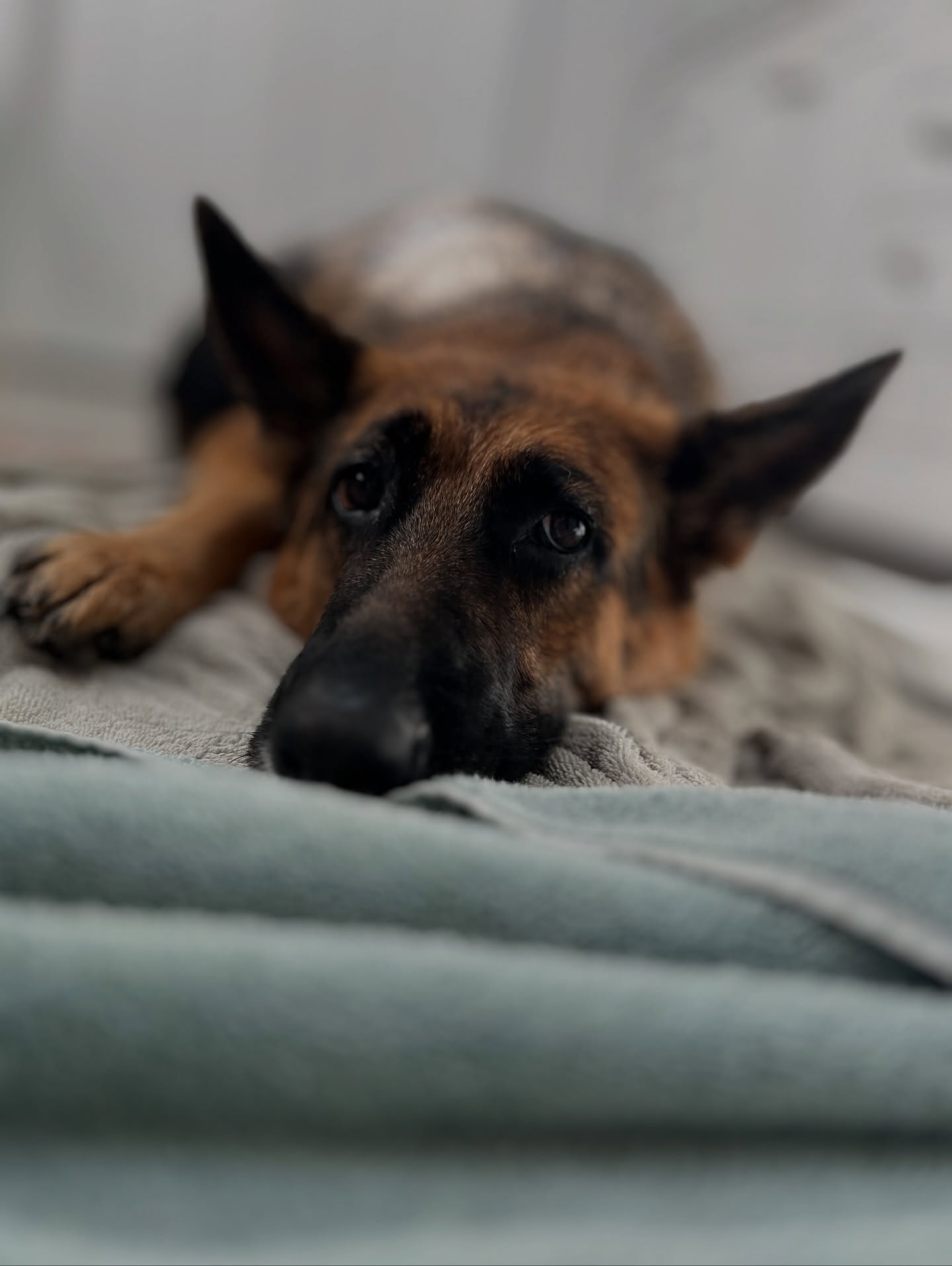 Bath day. She feels so betrayed.