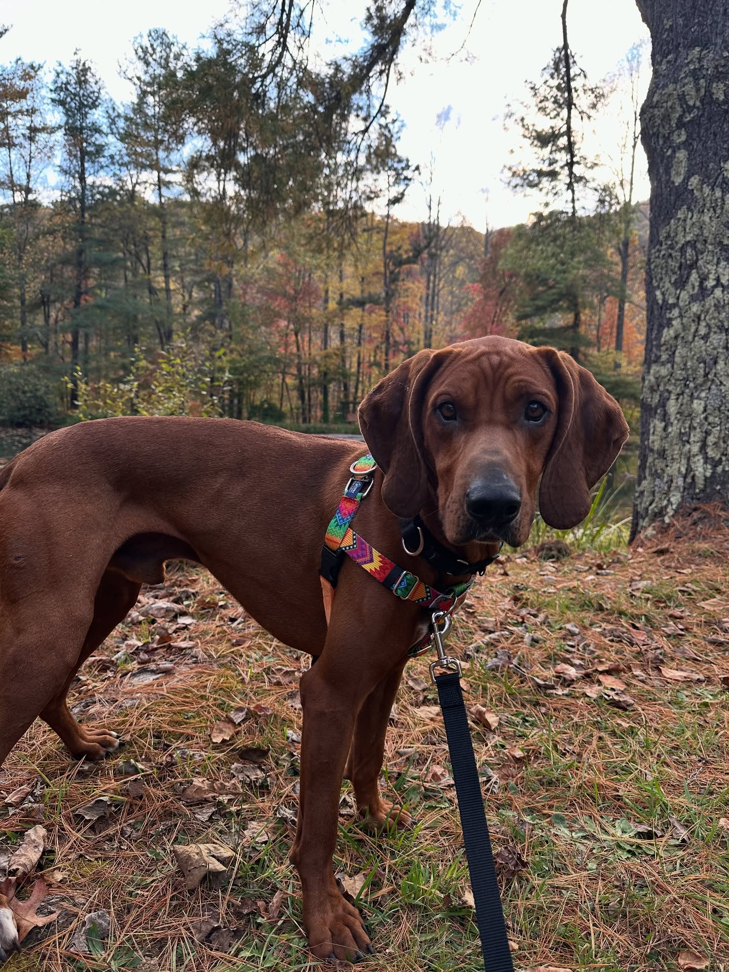 Foster Carl looks good in fall🍁🍂♥️