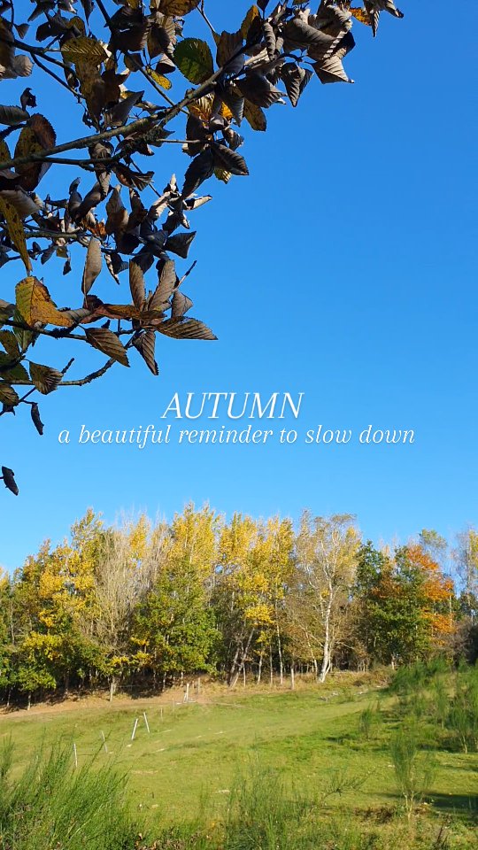 Let autumn be an invitation to move slowly —
to listen inward, to shed what no longer serves you,
and to find beauty in stillness and slow change 🍁
Sometimes, growth begins not by doing more,
but by allowing yourself to pause — breathe — and feel!
“Who looks outside, dreams; who looks inside, awakes.”
— Carl Jung
.
.
Lad efteråret være en invitation til at bevæge dig langsommere, — til at lytte indad, give slip på det, der ikke længere tjener dig, og finde skønheden i stilheden og den langsomme forandring 🍁
Nogle gange begynder vækst ikke med at gøre mere,
men med at give sig selv lov til at standse op — trække vejret og mærke efter!
“Den, der ser udad, drømmer; den, der ser indad, vågner.”
— Carl Jung
Gode vibes fra din coach🌳