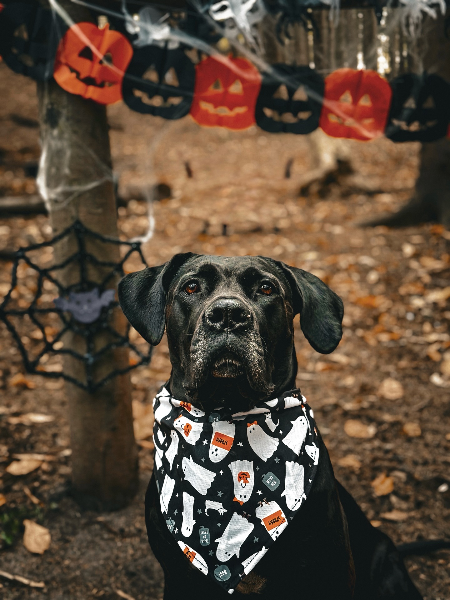 The spooky fun starts now! 👻🐾
Our Halloween Dress-Up Competition kicks off today and runs until October 31st!
Get your pups dressed in their best costumes! We can’t wait to see your creativity! Winner will be announced 31st Oct 🎩🧙♀️🕸️
✨ Also…Don’t forget to enter our Halloween Giveaway it’s pinned on our page! 🙌🏼🎃 #duncans #duncansdoggydaycare #DDD