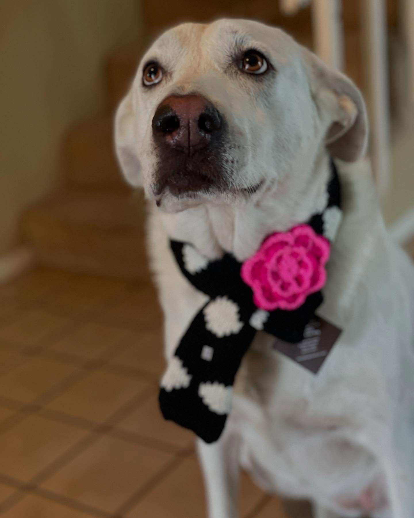 Moo is really leaning into her new career as The Senior Shop model. She works for pets and treats.