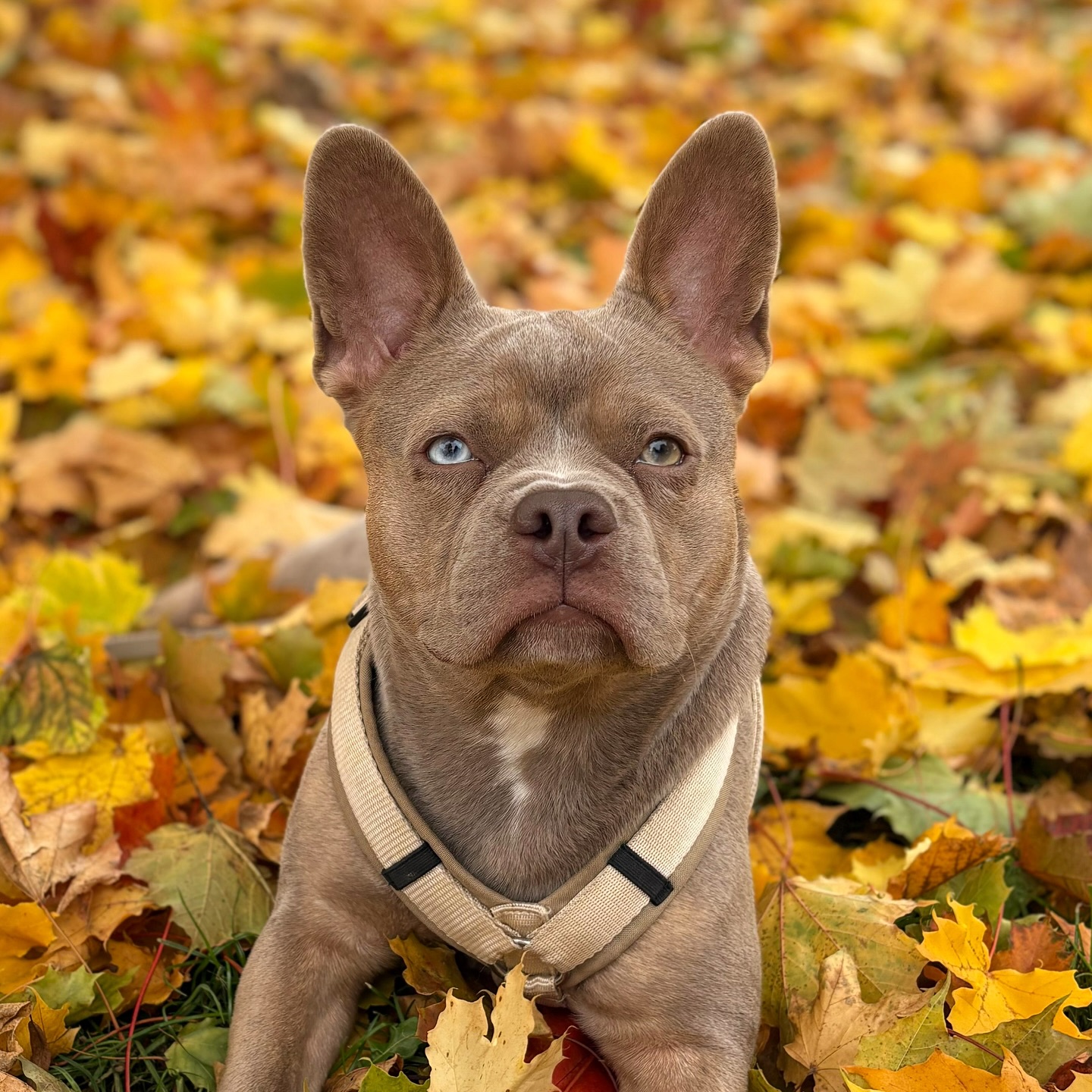 Minoa 😍❤️🍁
Bezaubernde #Nachzuchthündin in der Farbe Isabella. 💛
Wie wunderschön sie geworden ist 🥹
#AlphaBully #sportlichebulldogge #französischebulldoggen #bulldoggswithnoses #bullymitnase #healthyfrenchie #frenchiesofinstagram #sportlichefrenchies #nasenbär #retrofrenchie #französischebulldogge #französischebulldoggedeutschland #französischebulldoggeschweiz #bullysmitnase #frenchiebreeder #bulldoggezüchter #huskyfrenchie
