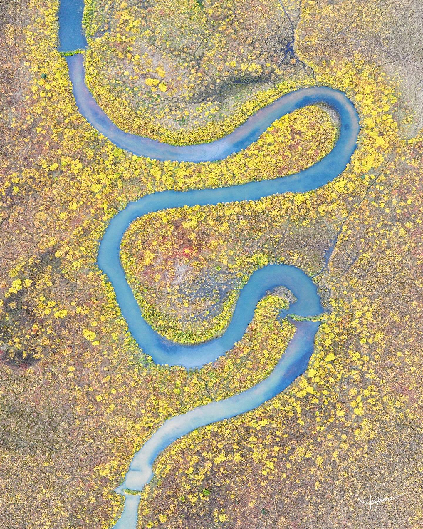 Beyond amazed at the golden foliage blanketing the Alaskan tundra. Like a dense carpet rolling, only to be separated and divided by scribbled creeks finding the path of least resistance.