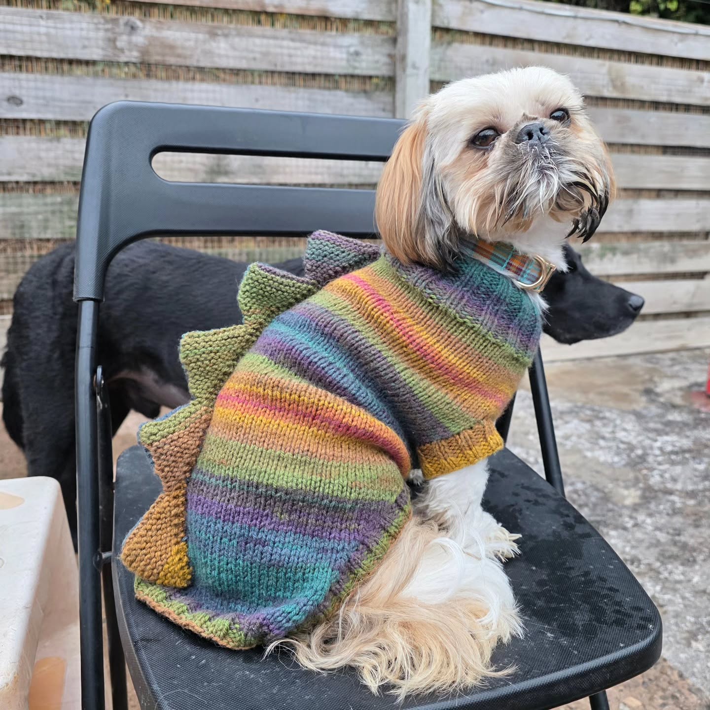 Angus and his fabulous new jumper at Doggy Daycare 🐕