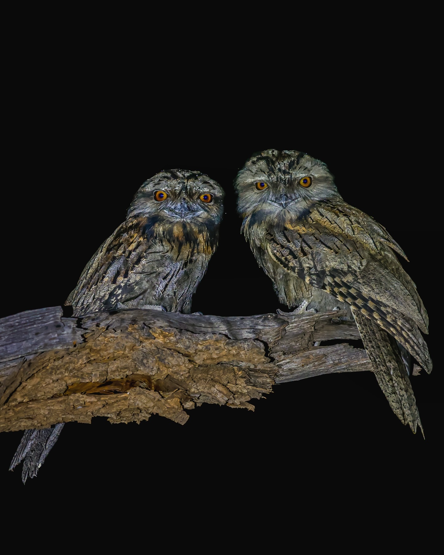 Apparently these guys won Bird of the Year.. not sure what prizes they get but @brodygamblephotography and I had no place taking their pictures without permission in the West Macs. Nor with a 100-500 in the dark!
#ausgeo
#tawnyfrogmouths
#wildlifephotography #nature
#canonanz
