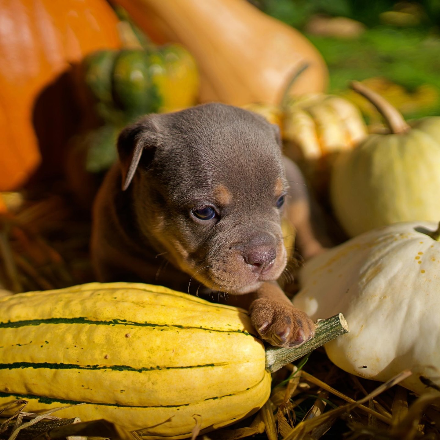 Storm ⚡️
Storm = Sturm. Ja, genauso ist er. 😂 Aber im positiven Sinne! ☝️ Wenn er loslegt, kommt er wie ein kleiner Wirbelwind: verspielt, voller Energie und manchmal frech genug, um alles und alle aufzuwirbeln.
Und dann – zack – legt sich der Sturm wieder. Dann sucht er Nähe, will Bauchmassagen deluxe und schlummert zufrieden vor sich hin.
Da wird aus Storm ganz schnell Sunny-Boy. 🥹☀️
Geboren mit 294g, trägt er sein Blue 🍊 Tan-Fell wie ein kleiner, stolzer Wetter-Prinz – und ja, auch er liebt Kontraste, ganz wie sein Name es schon verrät. 🤪
Natürlich hat er auch eine lange Rute, die wie ein Ast im Sturm mitwedelt. 🌬️
Ein Sturm voller Freude und Liebe. 🫶
Wie sagt man so schön? Nach jedem Sturm folgt Sonnenschein und schaut mal wie er sich von seiner Sonnenseite zeigt 🥹☀️ Ein traumhafter Bursche! 🥰
#alphabully #retrofrenchie #huskyfrenchie #alternativefranzösischebulldogge #sportlichebulldogge #französischebulldoggen #bulldoggswithnoses #bullymitnase #healthyfrenchie #frenchiesofinstagram #sportlichefrenchies #nasenbär #französischebulldogge #französischebulldoggedeutschland #französischebulldoggeschweiz #bullysmitnase #frenchiebreeder #bulldoggezüchter