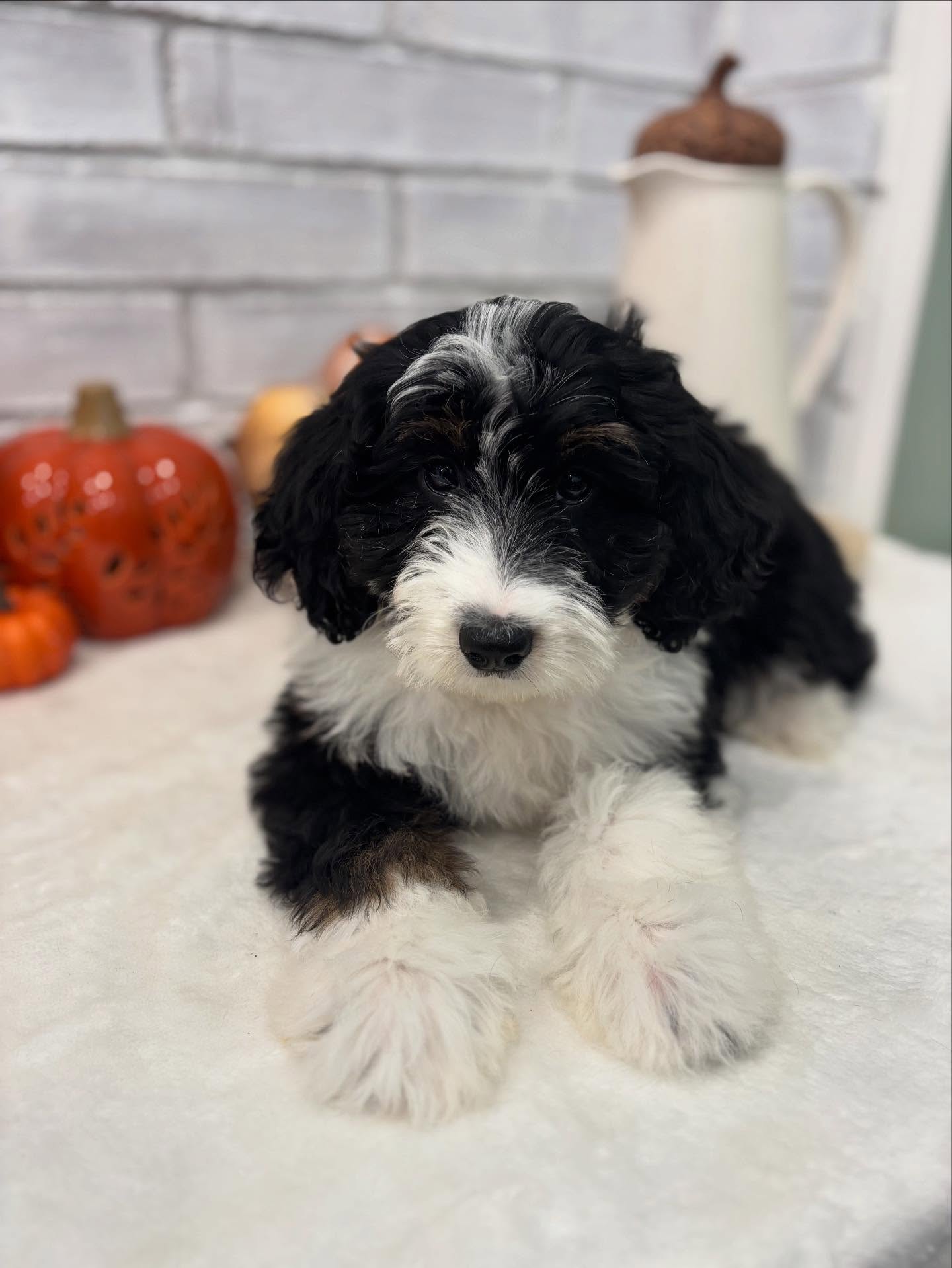 Ladie is still looking for her forever home. She is the sweetest and has such a wonderful calm temperament!