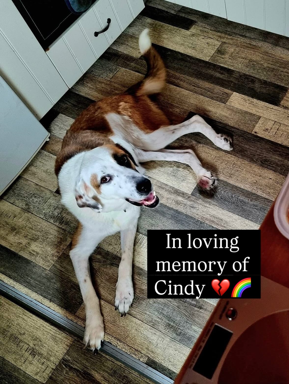 IN LOVING MEMORY OF CINDY 💔
Our sweet girl Cindy crossed the rainbow bridge 🌈
Cindy came to the UK in July after years of neglect in Turkey, years of pain, abandonment, and survival against the odds. She had been run over by a car, leaving her with spinal injuries, hip dysplasia, and many lasting health issues. Yet, despite everything, she had the softest soul and the will to keep going 🧡
Here in the UK, Cindy finally knew what it meant to be safe. She was loved, cared for, and treated with compassion every single day by her incredible foster mum, Yvette. She had warm beds, gentle hands, good food, and kindness — things she had been denied for so long.
Sadly, she dislocated her hip recently and she was in so much pain and even with the best veterinary care and consultations with specialists, her body had simply endured too much putting her through surgery meant more suffering with unknown outcome. Her body wasn’t strong enough. We made the hardest, but kindest decision to let her go — free from pain at last.
She was only seven. Born into abuse, exploitation and neglect, Cindy never got the full life she deserved, but in her final months, she knew love — real, unconditional love.
To everyone who donated, shared her story, and supported her journey — thank you. You helped give Cindy comfort, dignity, and peace 💫
Run free now, beautiful girl. You will never be forgotten 🕊️
.
.
.
.
#cindy #inlovingmemory #rescuedog #helpstreetcatsdogs #dogrescueuk #runfree #foreverinourhearts #rescuedismyfavoritebreed #thankyouforyoursupport #supportrescuework #dogsofinstagram #adoptdontshop #specialneedsdog #rainbowbridge #RIP #turkishdog