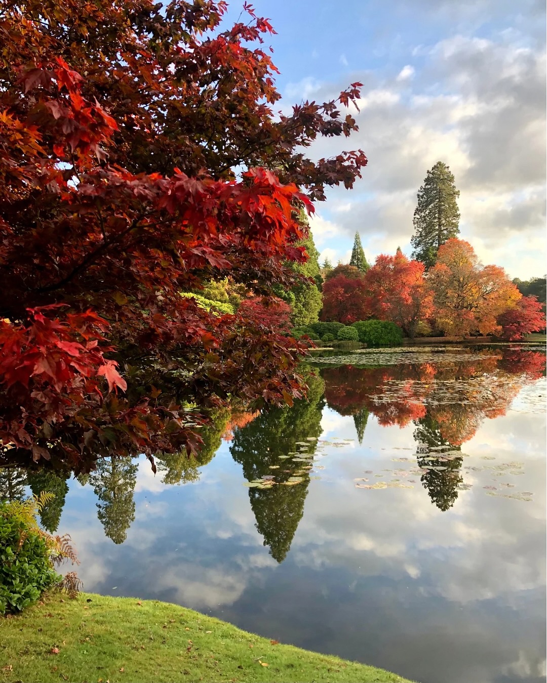 Autumn is in full swing at The National Trust’s Sheffield Park & Garden, no wonder it attracts up to 5,000 visitors a day!
The lakes are stunning right now, with autumn colours perfectly mirrored in the water, one of the most magical things about Sheffield Park in autumn.
A quick note: image 2 is an older photo showing the Pinus radiata by the lake. We’re now working on the redevelopment of that area. If you’re visiting you will see that there’s a large stump which sadly is all that’s left of the pine (zoom in on image 14 to see), as it had to be taken down due to a fungal infection. Plans are underway and we’ll be able to share more on that soon!
Curious about some of Sheffield Park’s incredible trees? Steve (Sheffield Parks Senior Gardener and tree expert) and I have a series exploring them. 6 episodes are already live, with 6 more to come. If you’ve not seen them already do go and check them out on the grid.
And if you’re visiting this autumn, don’t miss our Garden for the Future. It opened this summer - lots of planting ideas for a changing climate, not just autumn colour.
Such a wonderful place to be part of, in every season!
⸻
ABOUT: Joe Perkins Design is a multi-award-winning landscape design consultancy, creating innovative outdoor spaces that celebrate the environment, wildlife, and biodiversity. Working across the UK and internationally, we partner with clients who share our passion for sustainable and visionary design. Discover more about our work at: www.joeperkinsdesign.com