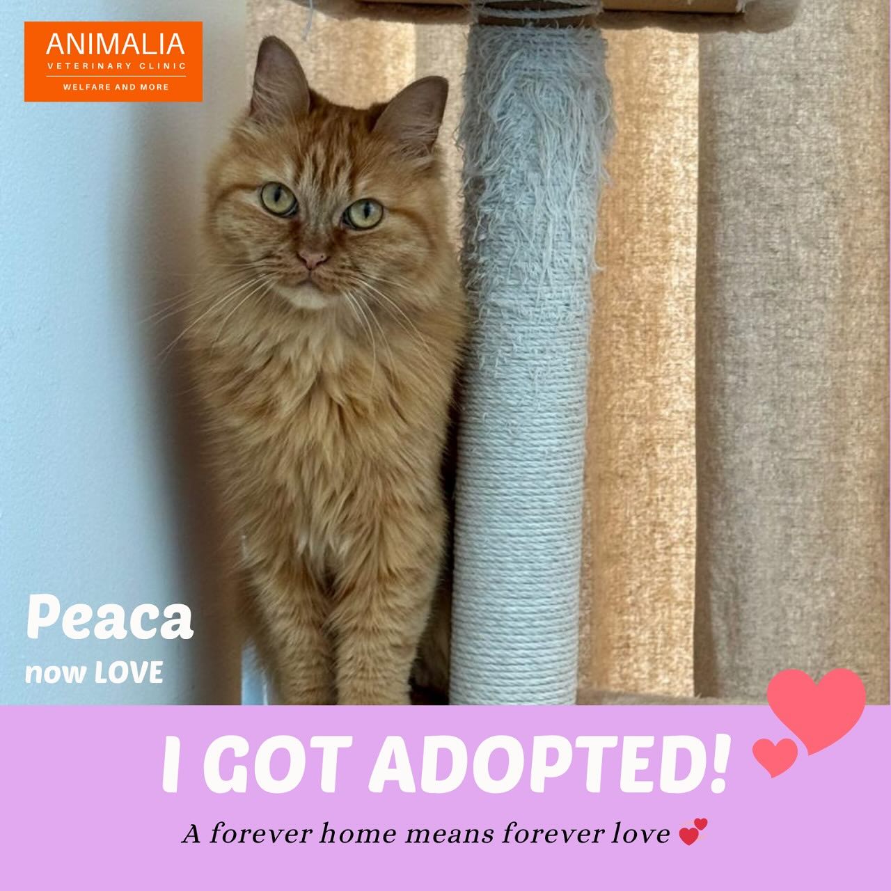 #animaliauae #uae #loveuae #cats #animals #animalwelfareinschools #communitycats #animalrescue #abudhabi #animalcare #vetclinic #veterinaryhospital #veterinaryclinic#mastersurgeon #surgery #adoptdontshop #catadoption #education #animaliapaws #animalwelfareabudhabi#animalwelfareeducation #youthprograms #sustainability #yearofcommunity #uae2025 @dofeuk @animaliauae