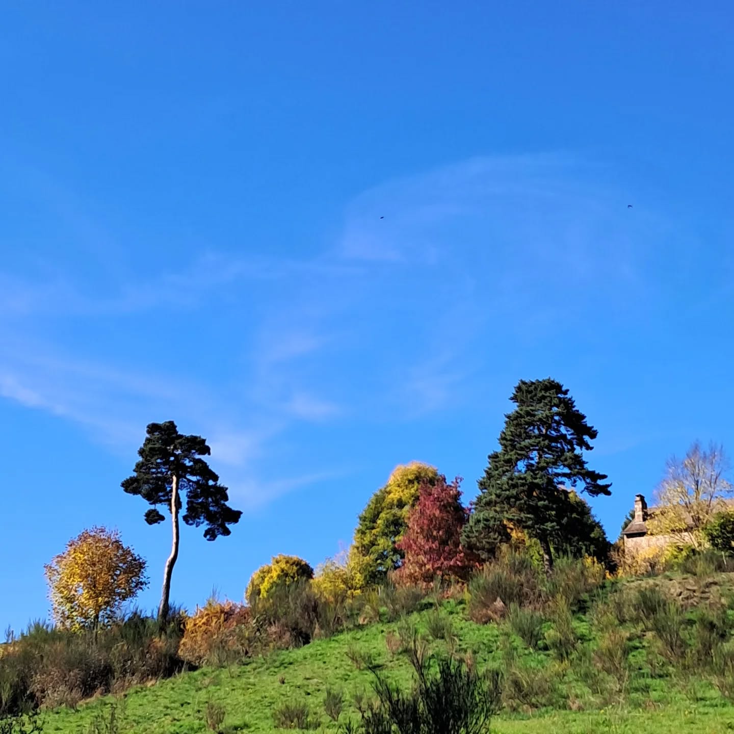 Couleurs d'automne, arrière saison inondée de soleil et de beauté. Une nature généreuse dont on profite dans nos terres hautes en couleurs et douceurs.
#automneencouleurs #naturelove #merveilleuselumiere #douceurdevivre #montagneardechoise #auclairdelasource