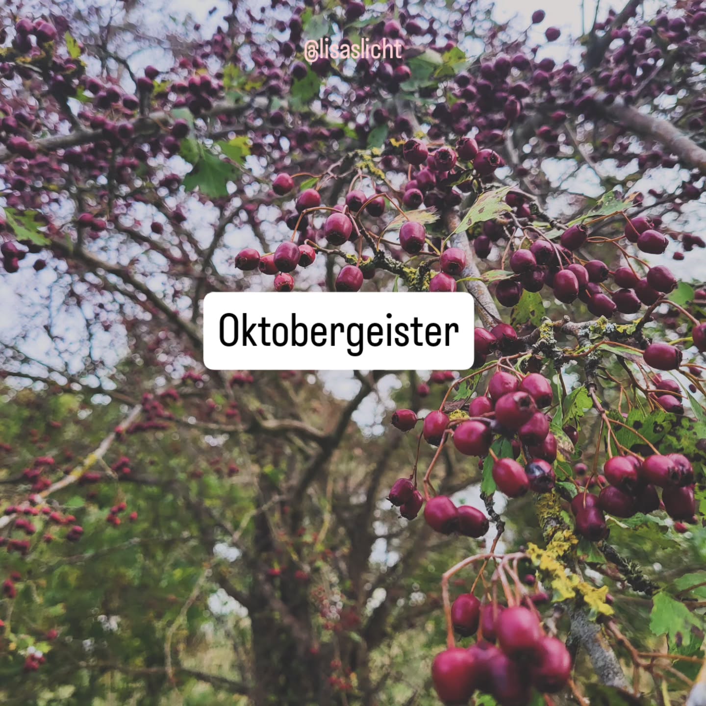 ✨️ Im Oktober wird die Nacht zur großen Bühne und alles, was du so schön im Dunkeln versteckt hast, bekommt seinen großen Auftritt.
Verstecken gilt jetzt nicht mehr.
Wir nehmen die Hände herunter, die wir vor Schreck vor das Gesicht geschlagen haben und schauen hin. Wir tanzen mit den Geistern im Sonnenlicht.
🍂 Bereit für einen Tanz? Du kannst dir die ganze Oktoberbotschaft noch auf Substack abholen.
#MagieImAlltag #Oktoberenergie #Traumreise