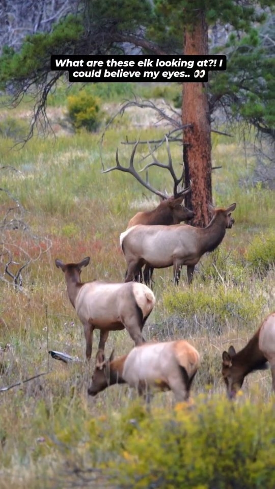1 minute you're watching a herd of elk during the rut and the next.. something unexpected happens!
A bobcat bounding past just above the elk! So awesome!
I noticed something out of the corner of my eye so I had to replay the footage and zoom in and was really excited I captured the Bobcat running past.
Hope you enjoy!
Photography by @ascwildlife
.
.
.
#wildlifephotography #naturelovers #rockymountains #elk #bullelk #bobcat