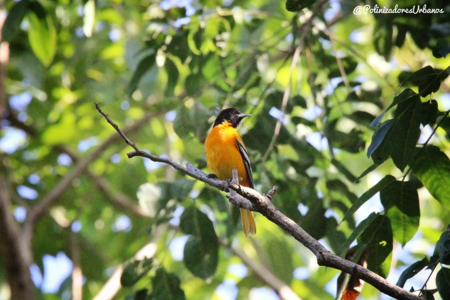 Hoy salí a #pajarear al Deportivo los Cerritos aquí en Tapachula
Ya es temporada de inverno y las aves lo saben, doferentes especies emprenden el vuelo desde Estados Unidos y Canadá para pasar el invierno en el sur, viajando miles de kilómetros.
Las areas verdes en nuestras ciudades son fundamentales como paradas de aces migratorias, areas con arboles y arbustos florales de la región brindan refugió y un lugar de alimentación para estas incansables viajeras.
Por eso en muestras areas verdes no debe faltar NI UN SOLO ARBOL. Se deben hacer areas mas grandes, no mas pequeñas.
Les dejo algunas de las especies que logré observar,
#avesmigratorias #avesurbanas #pajareando #educacionambiental