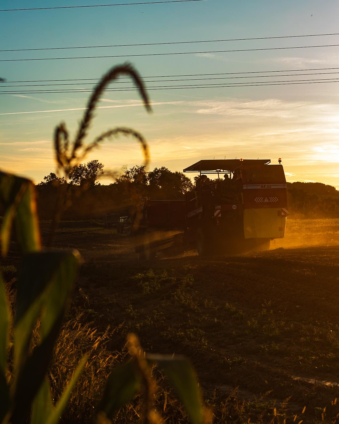 Vor ein paar Wochen haben wir mir Hilfe von Max von @walzland unsere Kartoffeln geerntet. So sind wir nun wieder gut gerüstet und das Lager gefüllt für die kommenden Monate. Und ja, es wurde tatsächlich spät. Quasi eine romantische Kartoffelernte mit Sonnenuntergang. #kartoffeln #grimme #kartoffelernte #kartoffelaufdie1 #kartoffelliebe #hofladenlang #hofladen #wochenmarkt #regional #saisonal #kochen #gnocchi #kartoffelbrei #ofenkartoffeln #bratkartoffeln #grumbire #kartoffelsalat #ernte #herbst #erntezeitistdieschönstezeit #wintersweiler #kandern #karsau #schwörstadt #lörrach #basel #weilamrhein #rheinfelden #efringenkirchen