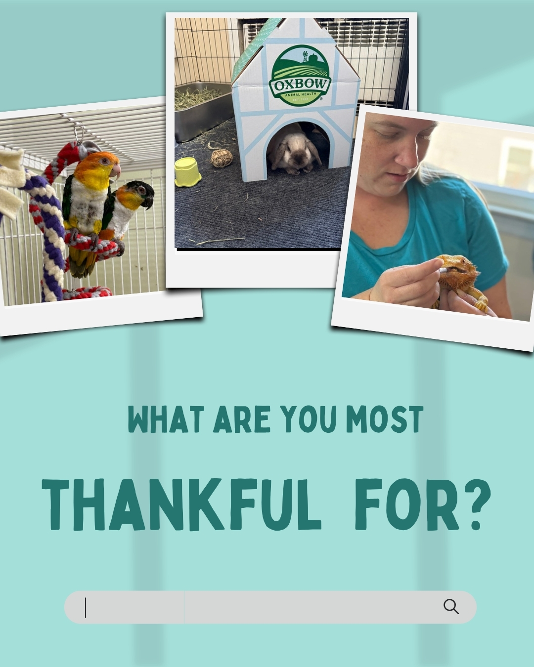 November is all about gratitude 🧡 and we’re feeling extra thankful for YOU — our clients, our animal friends, and the joy of doing what we love every single day.
We’d love to know — what are you thankful for this year?
Drop it in the comments 👇 (Bonus points if you share what makes your pet so special!)
📸 Featuring: some of the amazing faces we’ve cared for this year 💕