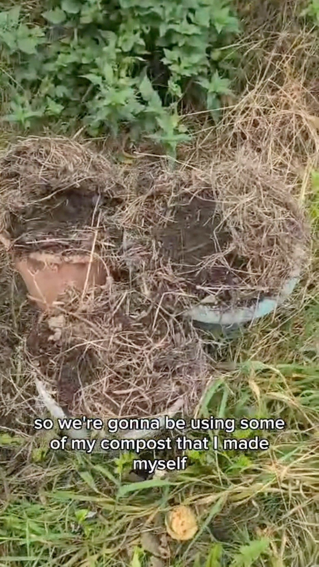 See the results of my composting from last year and why I'm so keen to make even more next year 🤩 Garlic will be going in this weekend! 🧄🧄🧄
My kale and broccoli is looking lovely 💚
We've got 5 beds to tidy and then we'll be working on improving the set up in the greenhouse 💪
#garlic #composting #organicvegetables #gyo #allotmentuk
