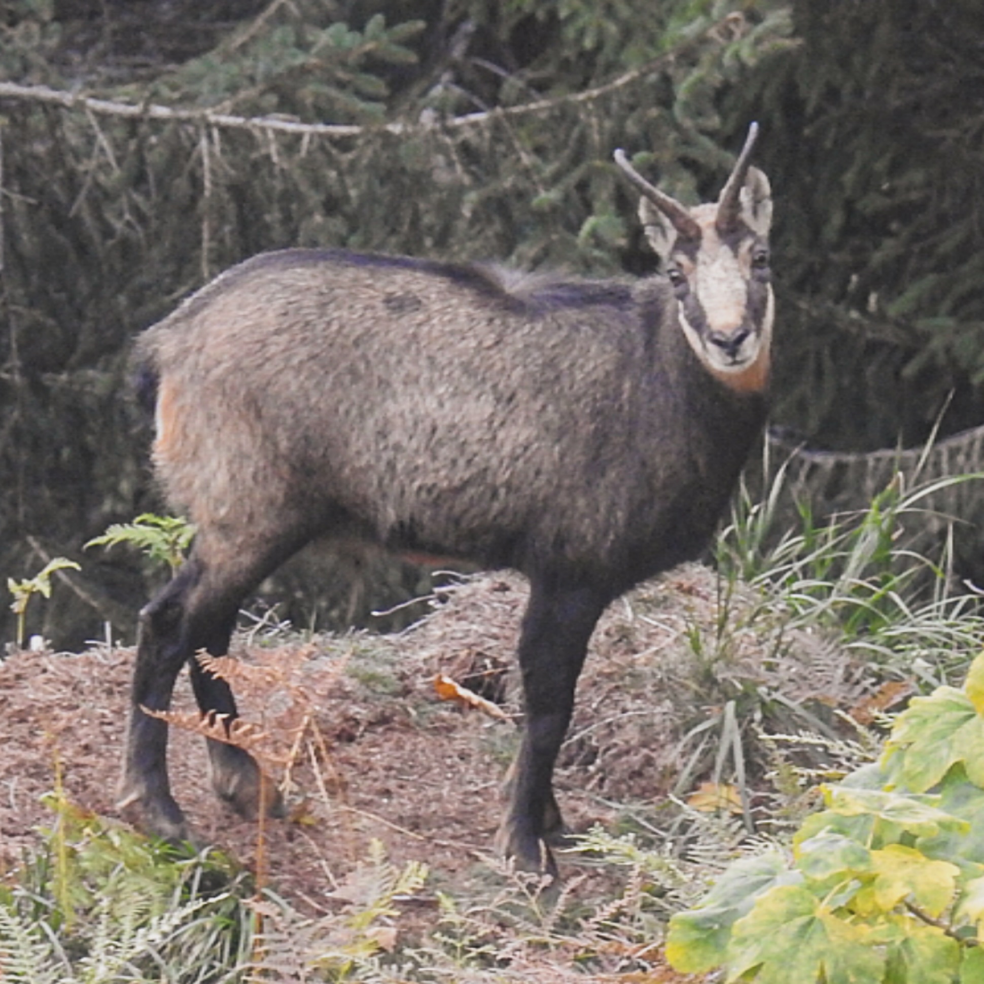 Forschung, Klima und Krankheit: Neues Wissen über die #gams
Kaum ein Wildtier steht so sehr für das alpine Leben wie die Gams und doch wissen wir längst nicht alles über die Königin der Steilhänge. Denn in den letzten Jahren hat sich in der Wissenschaft rund ums Gamswild einiges getan.
Mehr Wissenswertes über das Gamswild auf www.schussundstille.com
#gamswild #jagd #hunting #wissenschaft #bergjagd #mountainhunting