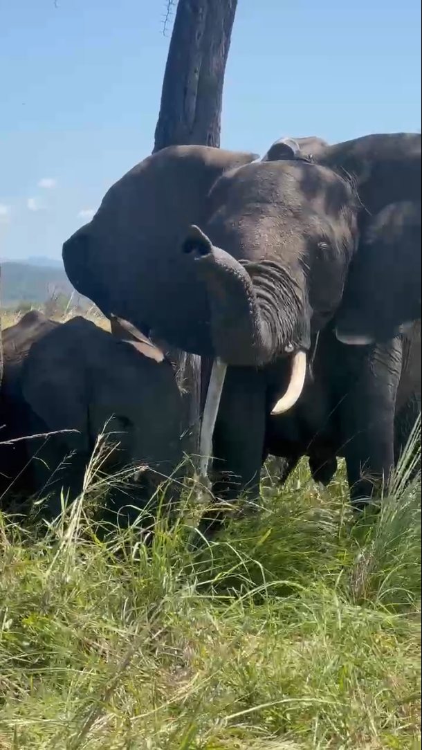 Dreaming of Safari?
🐘 🦁 🦒
Let’s make it real, Book your adventure with Cheichei Zanzibar Tours and Safari !
Your next unforgettable moment starts here.
WhatsApp
+255777814472
Email
info@cheicheizanzibartour.com
🐘
🦁
🦒
#cheicheizanzibartour #safariexperience #safariadventures #zanzibar🇹🇿 #tanzania #traveldestination #serengetisafari #mikumi #tarangire #selous #ngorongoronationalpark #manyaranationalpark