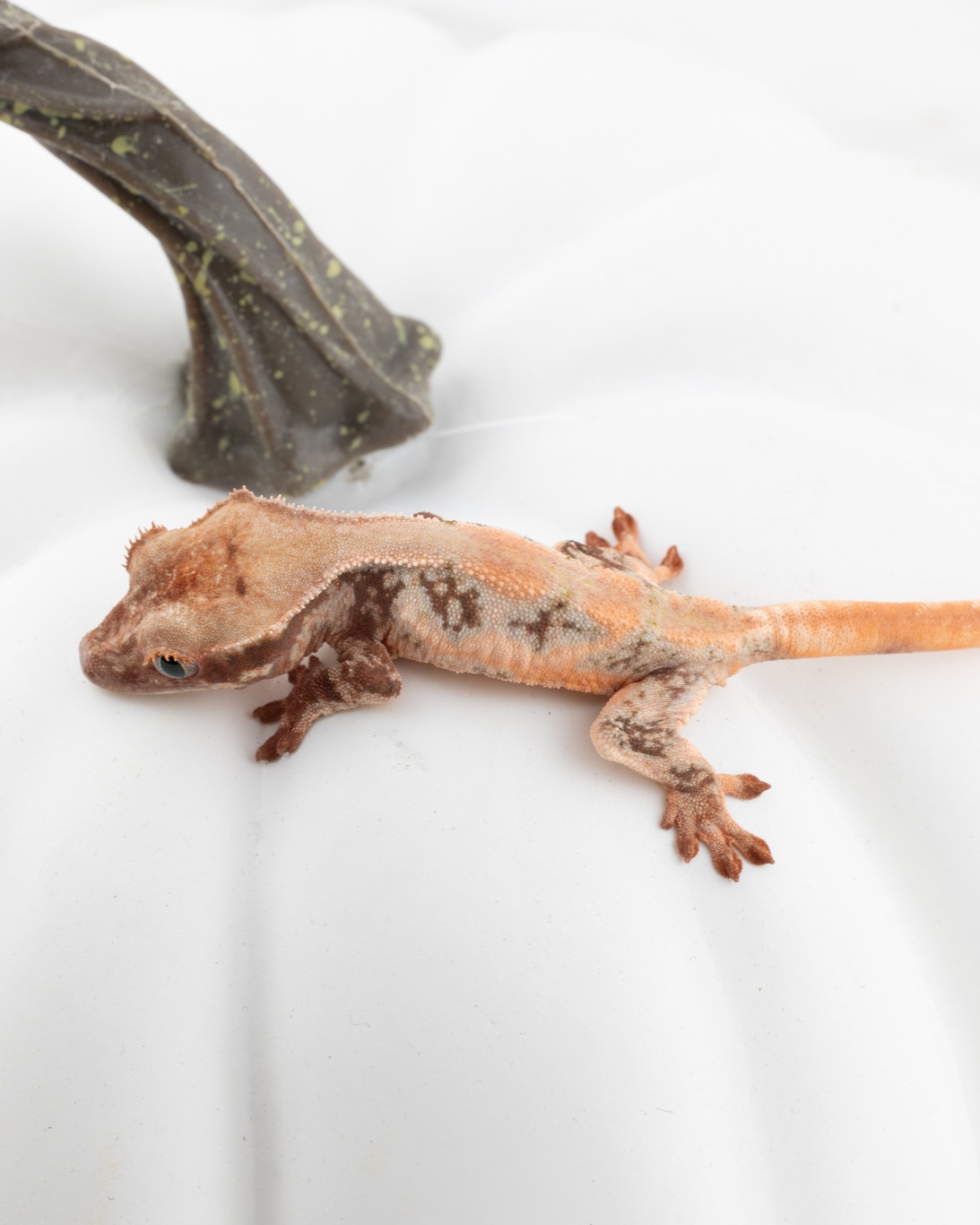 This gorgeous girl is one of our holdback Lilly White ChoCho Crested Geckos. She is an absolutely stunning example of what this gene can do isn't she? #chocho #chochocrestedgecko