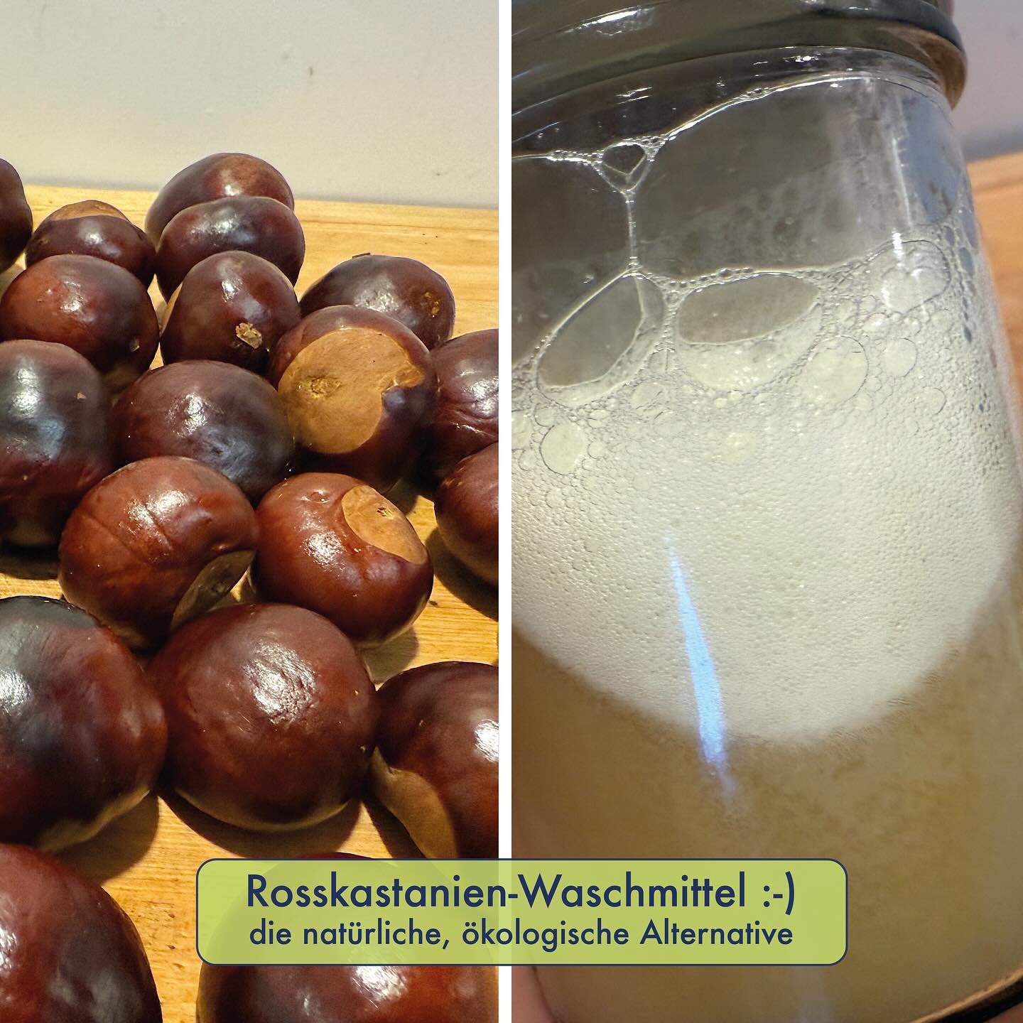 ROSSKASTANIEN-WASCHMITTEL 🌰🌱🧺🧼
Die kugeligen Samen der Rosskastanie sind reich an Saponinen. Diese in ihrer Mischung als „Aescin“ bezeichneten Stoffe machen einen kulinarischen Verzehr unmöglich, da giftig. Bereits der Verzehr von 1-2 Samen kann zu ersten Beschwerden führen. Dank diesen Saponinen kann jedoch aus den Rosskastanien ein natürliches und ökologisches Waschmittel für Hände, Geschirr und Kleider hergestellt werden.
Hierzu werden auf den Boden gefallene Exemplare gesammelt, gewaschen und dann in Stücke geschnitten. Diese Stücke werden im Anschluss für 5 bis 10 Stunden im Backofen (ca. 40 Grad, Umluft mit geöffnetem Spalt) getrocknet. Nun hat man einen Vorrat, der auch viele Monate aufbewahrt werden kann. Für 300ml Waschmittel werden 30g getrocknete Rosskastanien (ca. eine Handvoll) für mehrere Stunden in 300ml Wasser gelegt. Alternativ können sie auch kurz im Wasser ausgekocht werden.
Der Auszug wird dann trüb und durch die Saponine seifig, resp beim Schütteln leicht aufschäumend. Nach meiner persönlicher Erfahrung funktioniert das Handwaschen von Geschirr relativ gut, ausser es ist sehr zäher Dreck dran. Auch ein Selbstversuch in der Waschmaschine mit Kleidern ergab positive Ergebnisse. Das Waschmittel ist zwar geruchsneutral, hat allerdings auch Schwebstoffe als Rückstände. Bei funktioneller Sportwäsche würde ich vorsichtig sein, resp. ich habs bisher nicht versucht. Bei weissen Kleidern müssen die braunen Schalen der Rosskastanie vor dem Trocknen entfernt werden, ansonsten kommts zu Verfärbungen.
Die Dosis macht das Gift: Rosskastanien werden auch medizinisch genutzt und zwar bei Venenbeschwerden. Das Aescin erhöht die Spannung in den Venenwänden, verbessert die Fliesseigenschaften des Blutes, vermindert die Ödembildung und führt zu einer Reduktion von Enzymen, welche die Gefässwand zersetzen. Die Wirkung ist durch klinische Studien gut abgestützt. Zur Therapie verwendet werden Fertigpräparate, die auf einen bestimmten Aescin-Gehalt standardisiert sind und innerlich eingenommen werden (kein Selbsttherapie!). Als Tagesdosis werden 50-150 mg Aescin angegeben.
#wildkräuter #wildkräutersammeln #rosskastanie #waschmittel