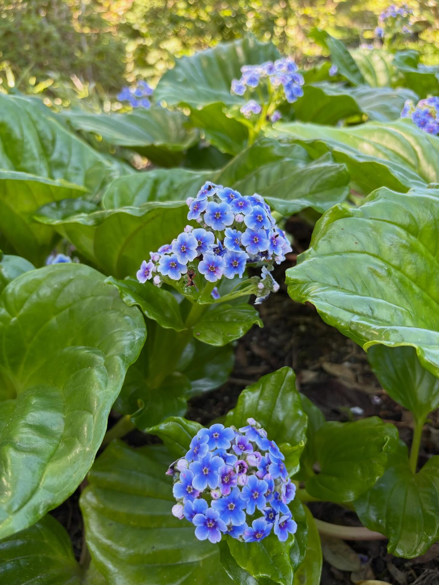 Chatham Island forget me not (Myositidium hortensia)grows naturally on the Chatham Islands (of NZ). It’s found on coastal cliffs, rocks, and sandy and rocky beaches. The clusters of beautiful blue flowers are ably supported by large, glossy leaves. This stunning plant is under threat. Help improve its conservation status by planting one today. Plant in semi-shade and free draining soil, rich in organic matter. You will be rewarded!