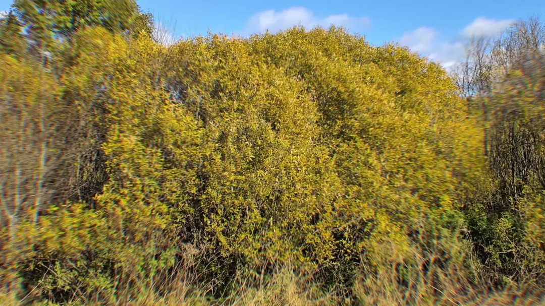 This bush is going all symmetry on me 👀
