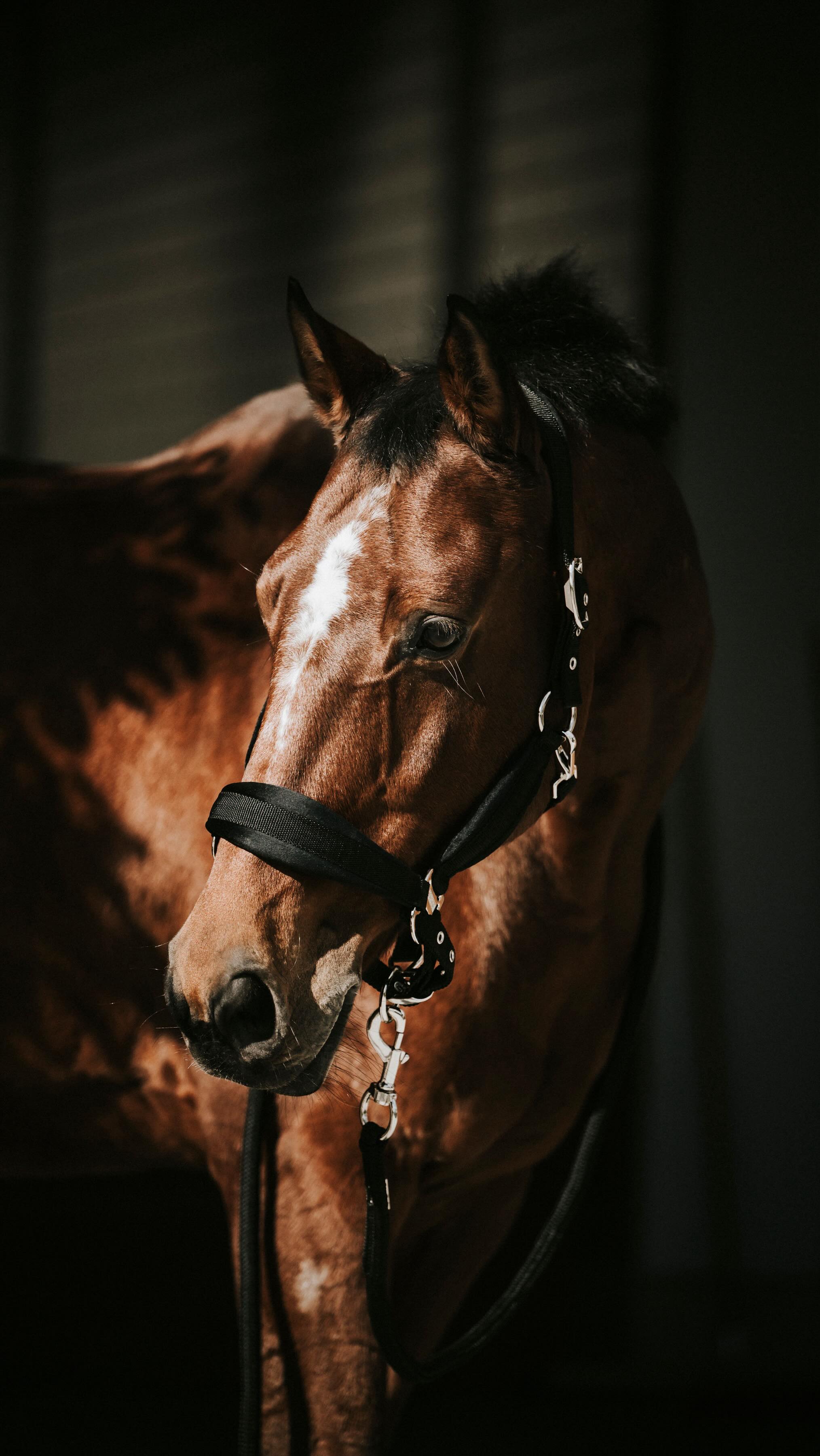 If your horse doesn’t have one yet… you’re missing out 👀🖤
.
📸 @lisaelmiger_photographie
#KLEAHeartHalter #HorseTok #EquestrianTok #HorseLover #HorseStyle #CustomHalter #EquestrianVibes #HorseGirl #EquestrianLife #HorseAddict #StableStyle #HorseFashion #HorseGear #RidingVibes #CustomHorseTack #EquestrianAesthetic #HorseLoversClub #PonyVibes #RideInStyle #EquineLove