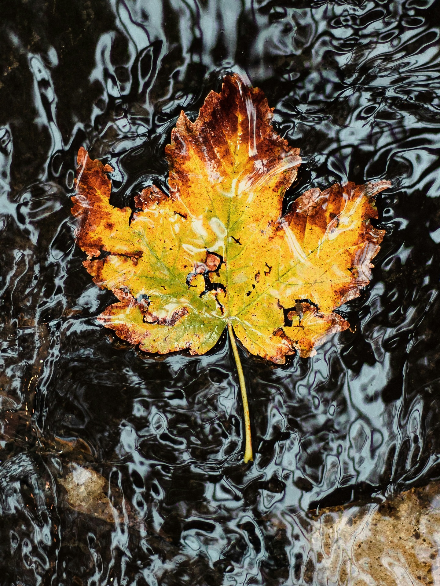 Go with the flow 🌊
Autumn reminds us to let go — to shed what’s no longer needed so something new can emerge.
It’s not always easy, and that resistance can show up in the body, especially in the lungs and intestines.
In Traditional Chinese Medicine, these organs are linked to the autumn, the season of the Metal element, which helps us set healthy boundaries, stay strong yet flexible, and release what we no longer need.
When life feels chaotic or out of control, stop and take a breath. Soften up that iron grip. Let the old leaves fall and let things be exactly as they are.
In the midst of all the noise, chaos, and change, remember to step into the flow — it’s all part of our collective evolution.
Wishing you a grounded and peaceful autumn 🍁
And if your lungs or digestion need a little tune-up, I’m here for you ❤️
With love,
Teressa @joyfulheartacuwellness
Photo credit: #mahdisoheili @unsplash. Thank you for the beautiful photo 🙏🏽
#healingnaturally #alternativemedicinerome #holisticliving #chinesemedicinerome #fiveelementtheory #acupuncturerome