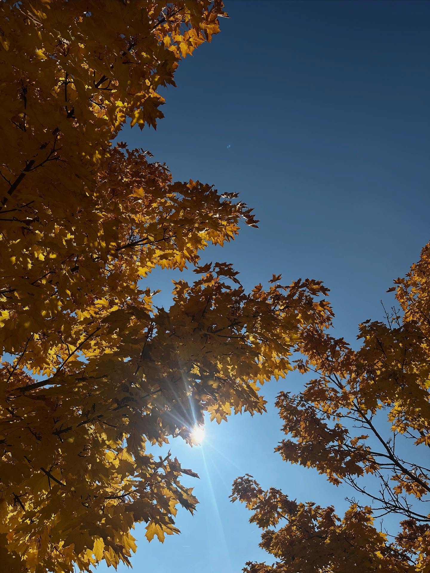 Die kleinen Momente am Wertschätzen
☀️🌼🤩🍁💛
Alles ist Gold! :)
Der Herbst zeigt uns wie schön es ist, Dinge loszulassen und sich auf Veränderungen einzulassen!!