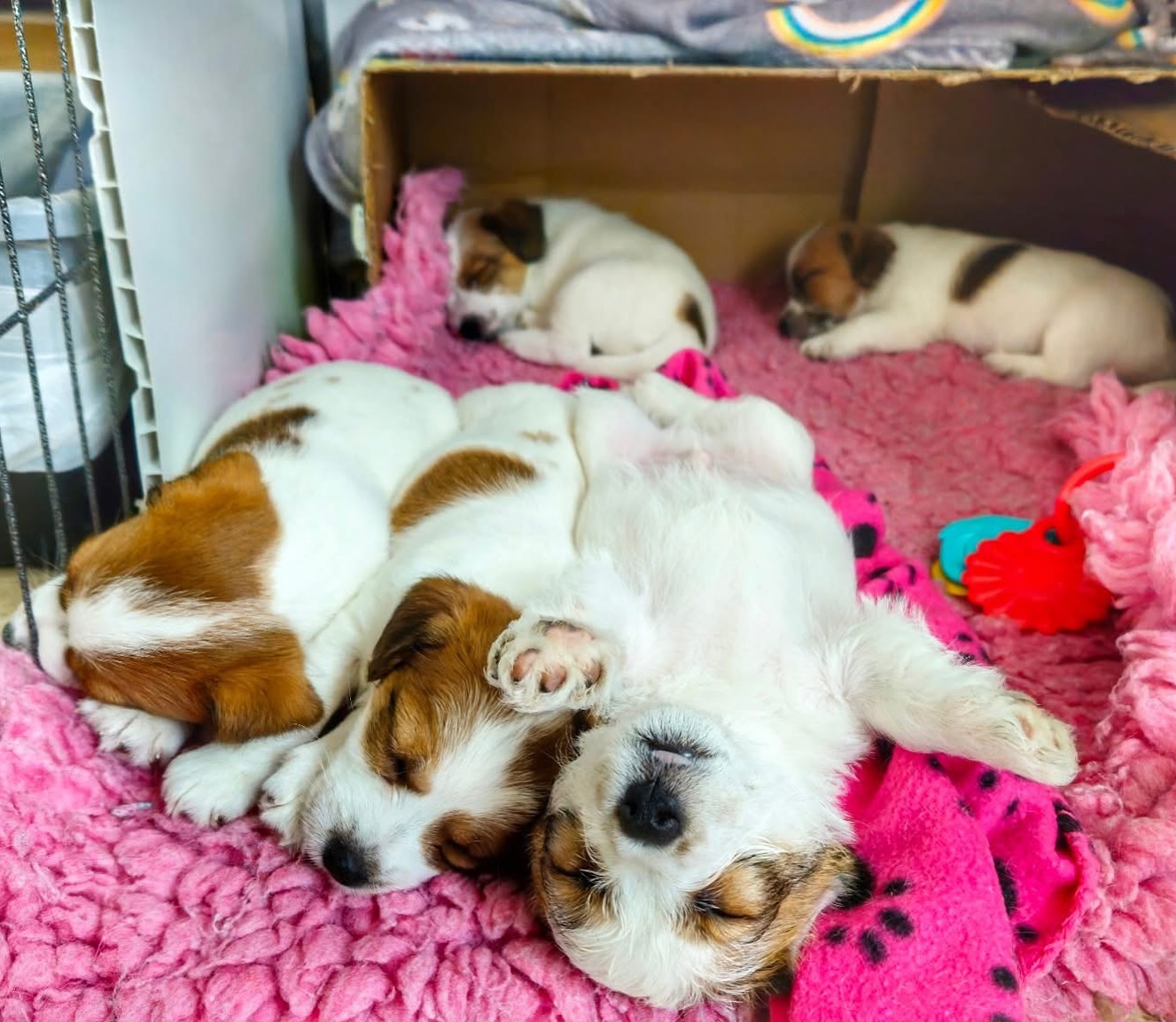 Rainy Mondays mean snoooooooze 🐶😴
Thank you to clever @jilljohn118 for capturing such gorgeous photos of this litter 😍
#sleepypups #snooze #mondayagain #jackcambpups #jackcambjrt #jackcamblitterd #puppies #cute #puppylife🐾