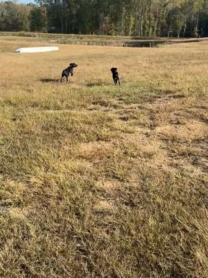 One of these guys is still available (the others staying with us for a while). Been working on recall & vibrate recall while exploring the fields. Reach out / share if you’re interested in the last male of this litter!
.
.
.
#schillingsgundogs #schillingsgundogstraining #sgdtraining
#uplanddogtraining #uplanddogtrainer
#gundogtraining #gundog #birddogtraining #birddog #sgdlitter_katch