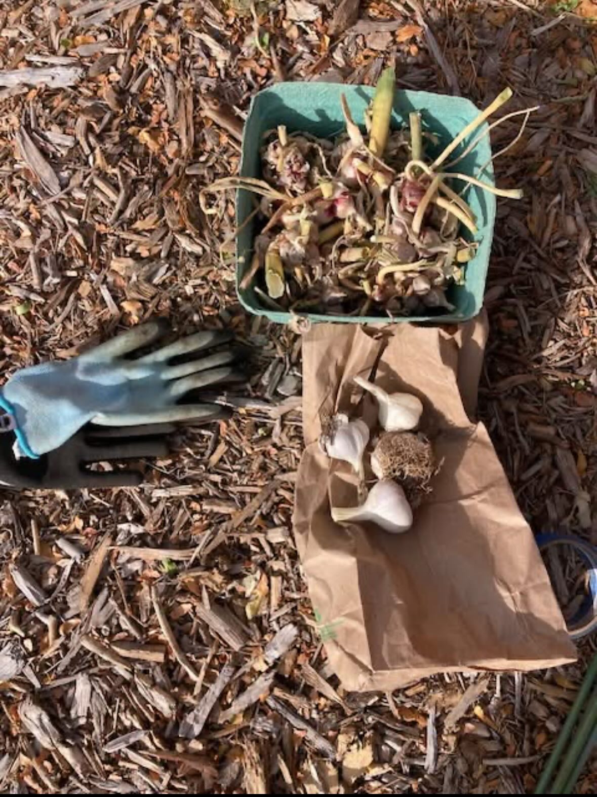 This crop keeps giving. Walking onions. Plant them once then replant those seeds. It’s a constant source of chives and delicious slender bulbs.
Our seed project has these seeds on offer.
#urbangardening #sustainablecrop #foodforall #wetendtogrow @denver_local_seed_project