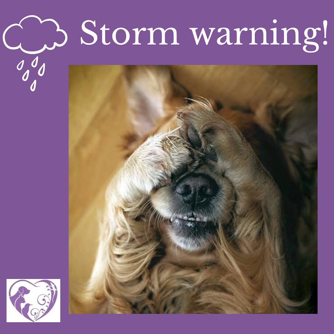 They probably knew well before we did! Please ensure your pets are indoor and safe from escaping. Play music to drown out the noise of the thunder and keep them calm. If your pet suffers from storm phobia, we can help. Book an appointment with a vet from our website. Hintvet.com.au