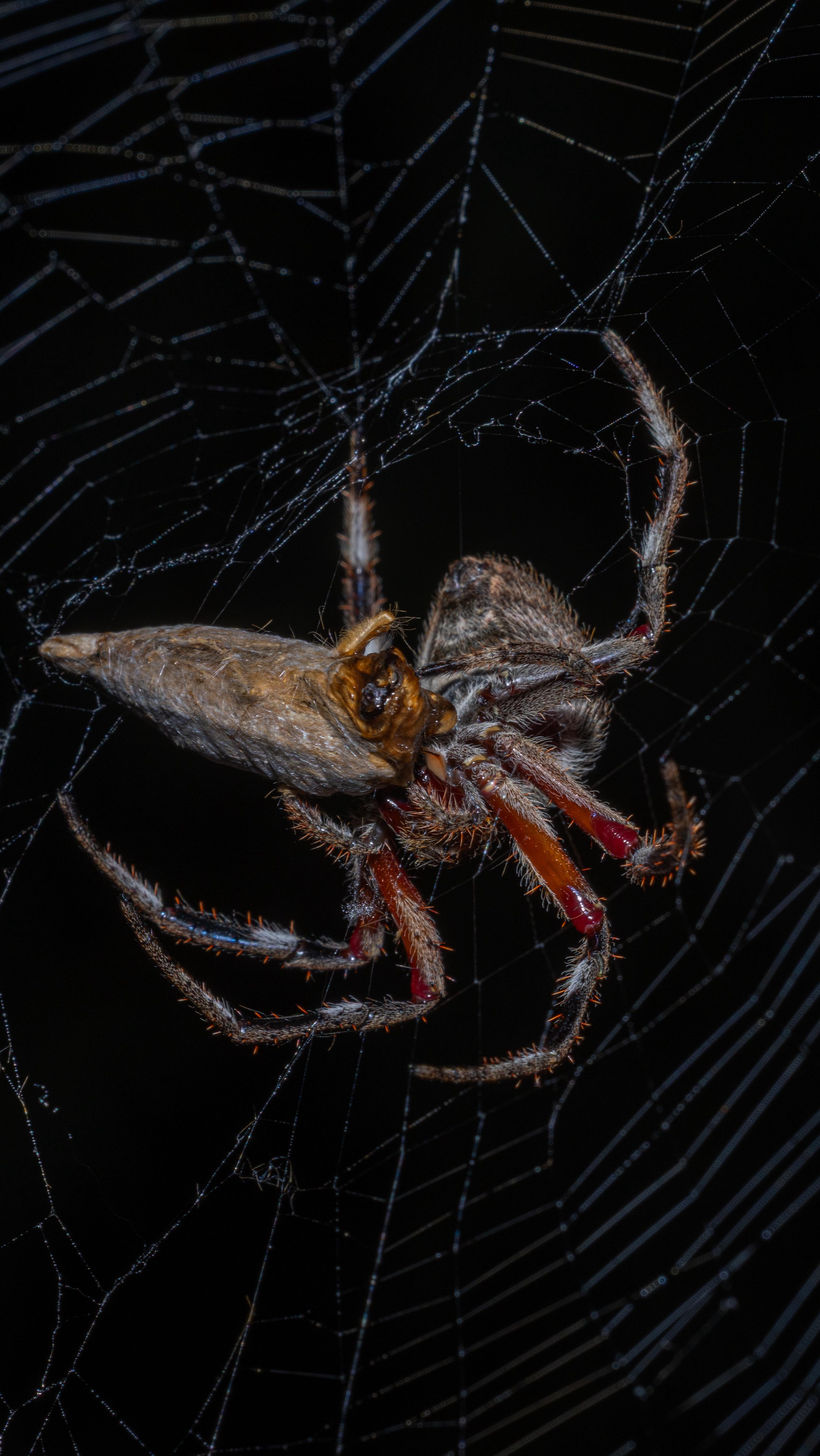 Unlucky Moth last night..
#spiders #spidersofinstagram #gardenorbweaver #midnightsnack