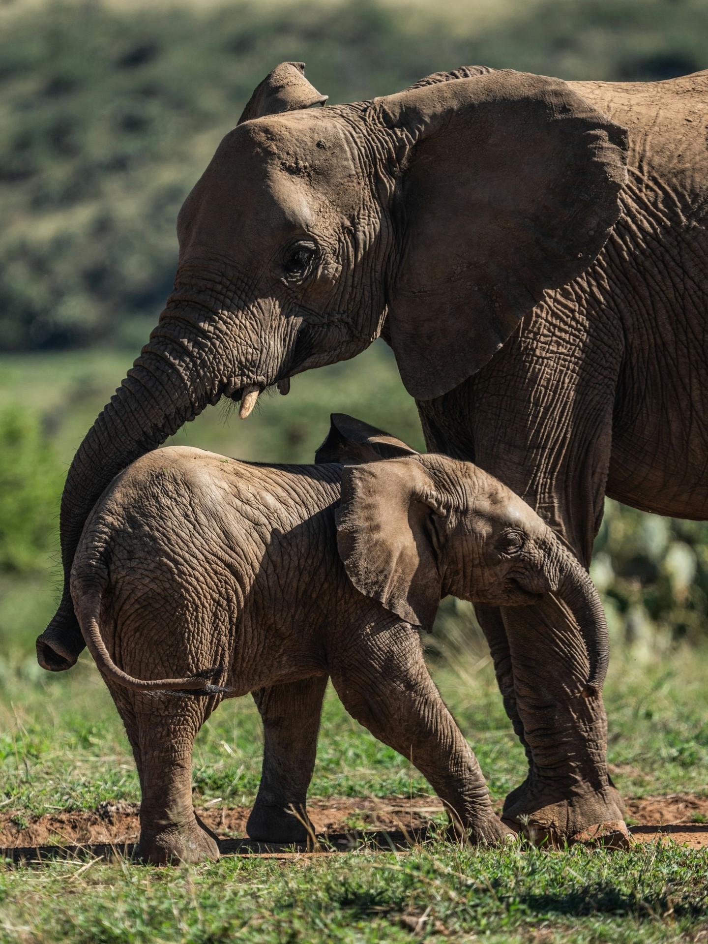 An elephant calf is born weighing around 100kg, and remains closely dependent on its mother and herd for many years. Young elephants learn everything from how to find water and food, to recognising safe routes across the landscape — lessons passed down through generations of family knowledge.
Elephants live in matriarchal herds, led by the oldest and most experienced female. Her wisdom guides the group through changing seasons, droughts, and even inter-generational memory of migration paths.
At Loisaba Conservancy, elephant families like this one are a sign of healthy ecosystems and safe passage across northern Kenya’s wildlife corridors. Through research and partnerships with San Diego Zoo Wildlife Alliance (SDZWA) and Save the Elephants (STE), we monitor elephant movements to help reduce conflict and ensure these gentle giants continue to roam freely.
Photo © @JamieLucasPhotography
#LandConnectedLifeProtected #Loisaba #Elephant #ElephantConservation #WildlifeResearch #SDZWA #SaveTheElephants #Kenya #CommunityConservation #ConnectedLandscapes #NatureForAll