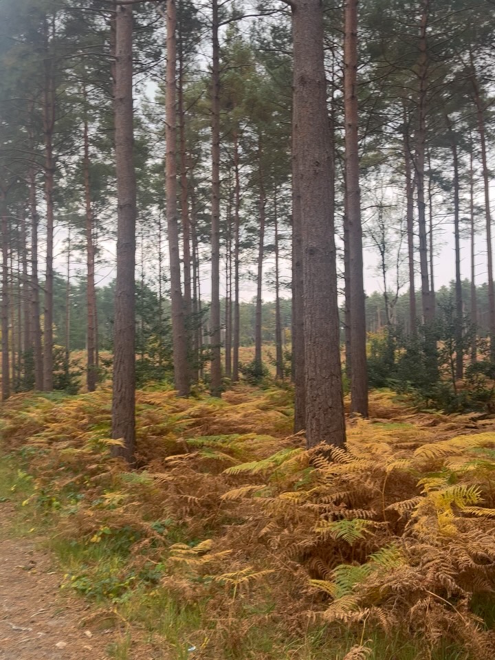 Sunday walks and coffee in the forest,
#walking #injuredrunner #autumn