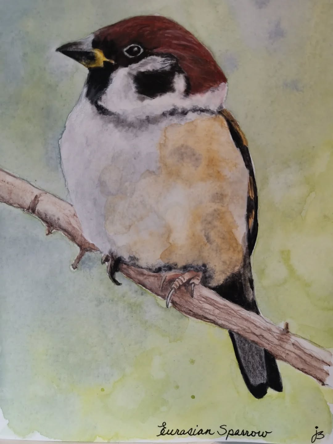 Eurasian Sparrow
Day 21 #Birdtober2025 #birdtober
This year I'm using watercolor, neocolors II, pastel and pencil crayons, charcoal, and gelly roll pens. Whatever floats my 🐦
I'm working on Clairefontaine watercolor paper 5.8x8.3" (A5) cold press paper.
@aholmesartstudio #ilovebirds #bird #birdartist #birdart #birddrawing #birdpainting #birdillustration #birdnerd #birbs #painting #drawing #illustration #birdchallenge #watercolorart #watercolorpainting #pencilsketch #fabercastell #clairefontainepaper