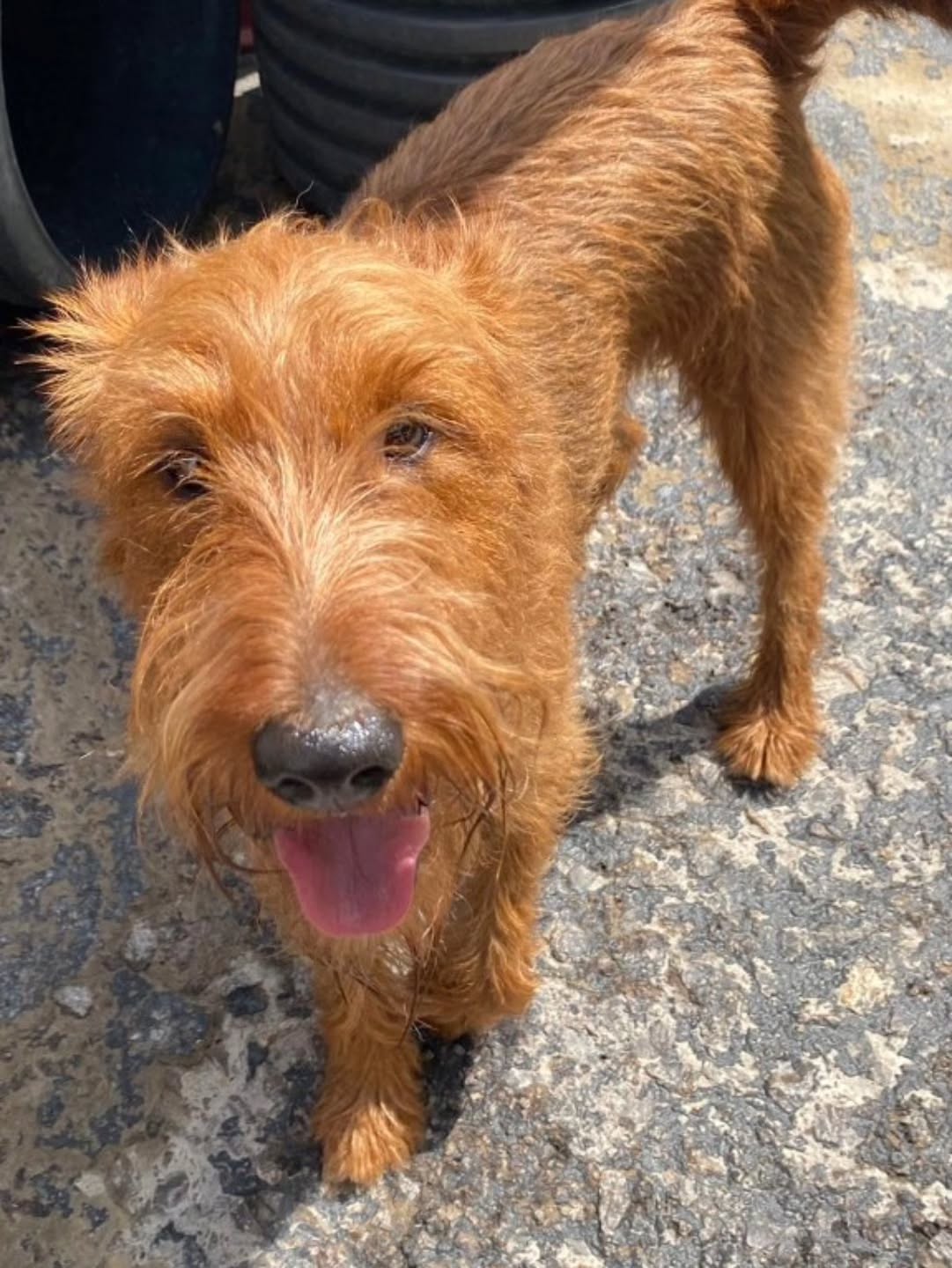 We are sad to hear that lovely Eric has passed away. Alll his friends and staff at Doggy Daycare will miss him. Sending love to his family. 🌈❤️🐕