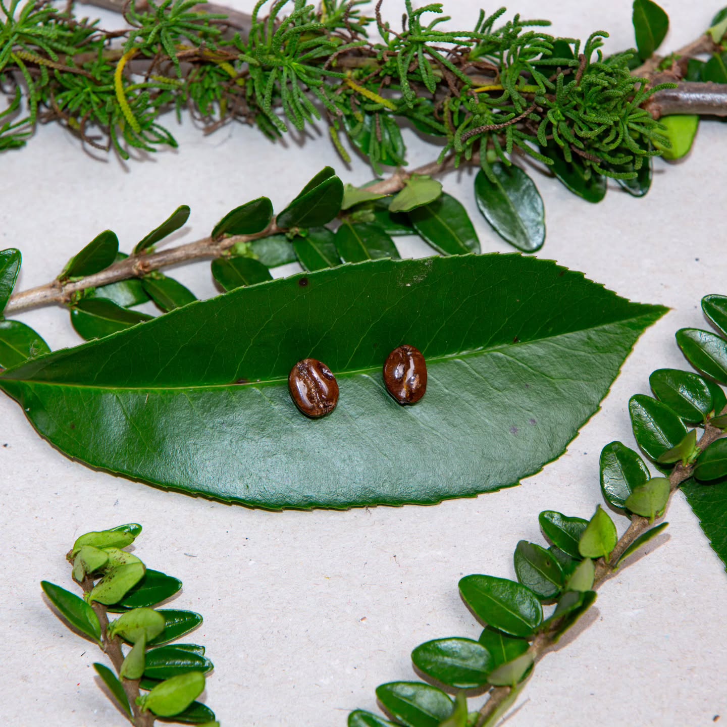 Grains de café Colombiens naturels☕🌿