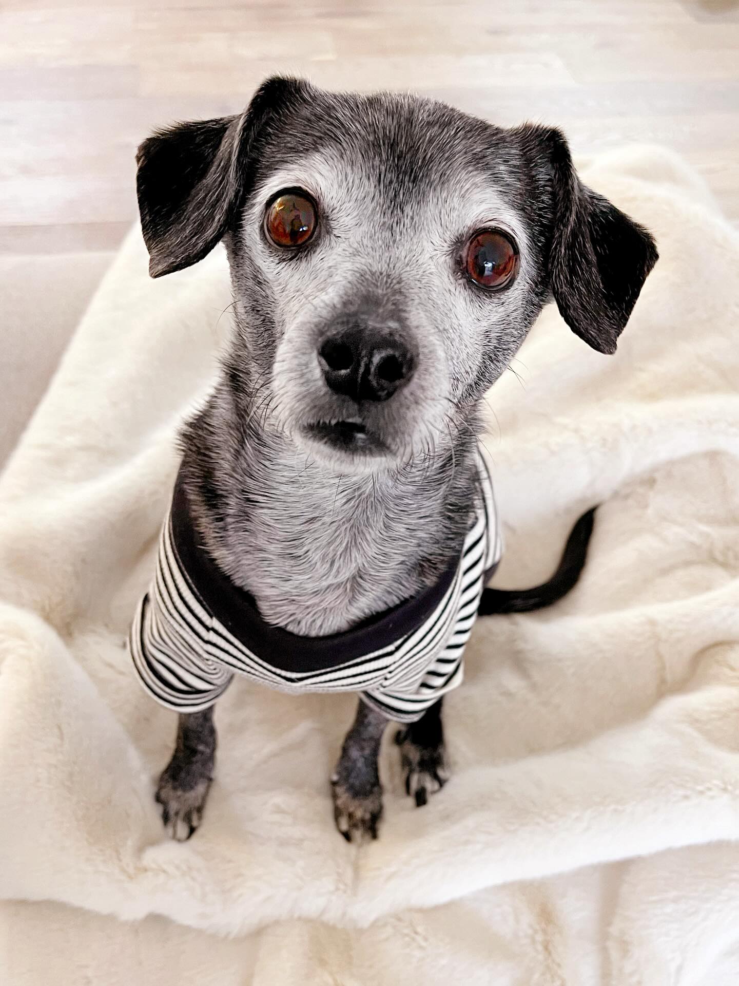 When it isn’t Halloween yet, but you keep seeing cute Christmas stuff in the stores. 👀