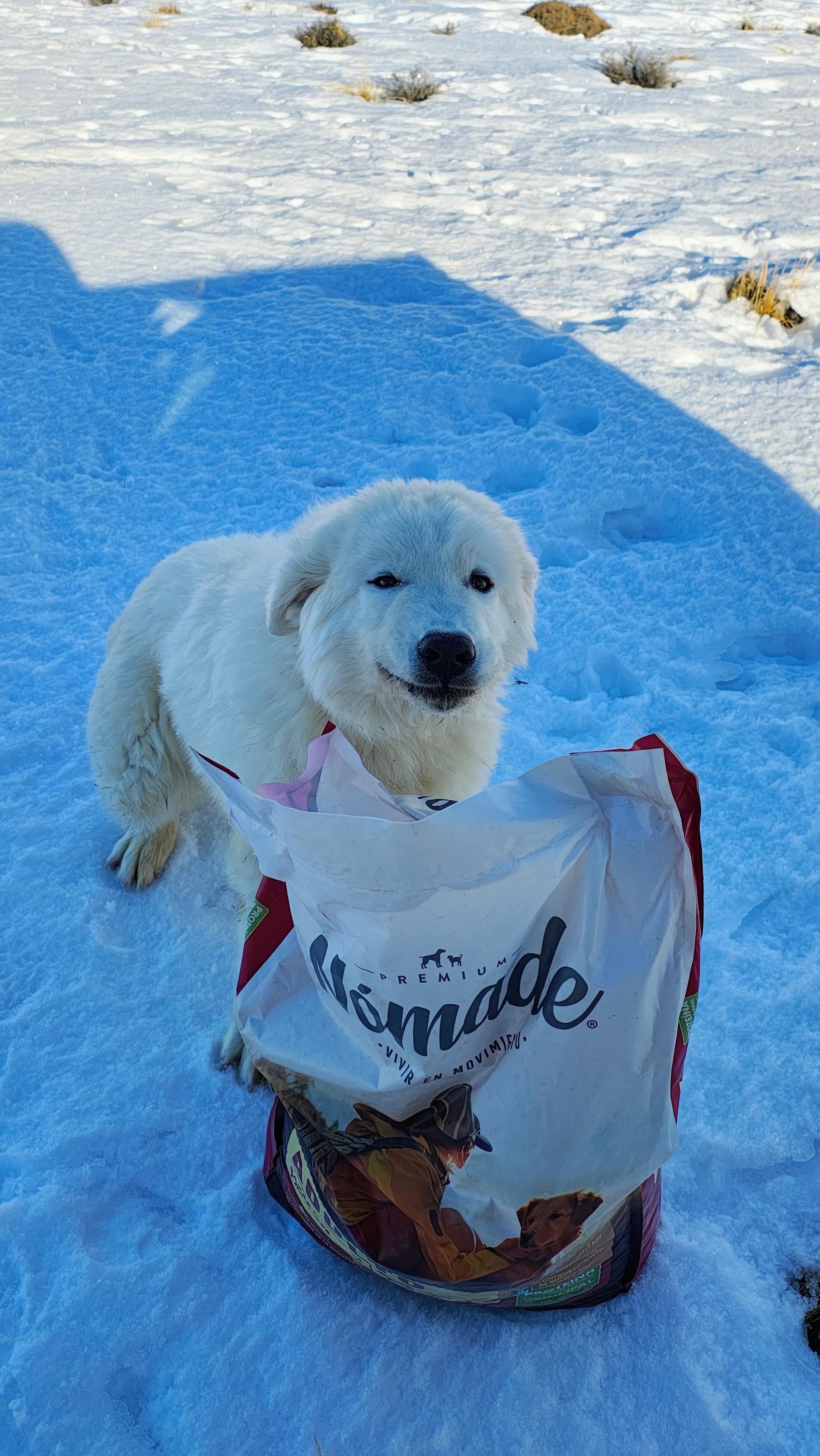 Nuestros perros guardianes son compañeros inseparables de las ovejas, asegurando su protección frente a depredadores como el puma. Gracias a su labor, podemos mantener la ganadería y al mismo tiempo conservar la fauna silvestre.
Su dedicación diaria es clave para un equilibrio único entre ganadería y conservación.
💚 Gracias a @nomade.pet, estos héroes caninos cuentan con alimento de calidad y energía para seguir cumpliendo su importante misión.
-
Guardians of Balance 🐕🌿
Our guardian dogs are inseparable companions to the sheep, keeping them safe from predators like the puma. Their work allows us to maintain livestock while conserving wildlife.
Their daily dedication is essential for a unique balance between livestock and conservation.
💚 Thanks to @nomade.pet, these four-legged heroes have quality food and energy to continue fulfilling their important mission.
📸:
📍: @estancia.cerroguido
#CerroGuido #ConservaciónPatagonia #FundaciónCerroGuido
