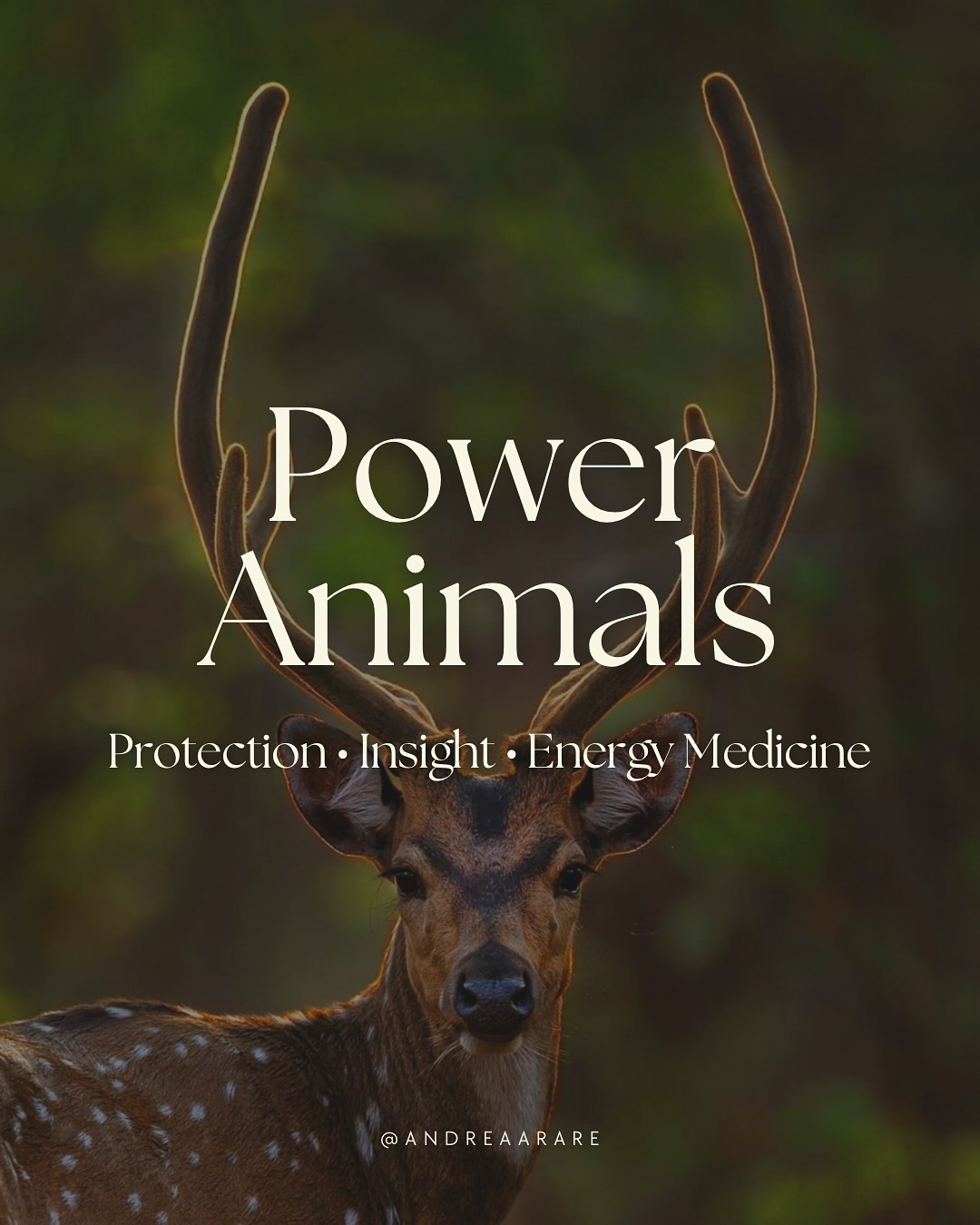 In shamanic traditions across the world, Power Animals are sacred allies. Spirit beings who guide, protect, and lend us their strength. 🐾
They are not symbols or metaphors, but living energies that walk beside us, offering medicine, wisdom, and balance.
Your Power Animal may:
🪶 Speak through symbols, sensations, or direct knowing.
🪶 Come when you need strength
🪶 Disappear when their teaching is complete.
They remind us that we are woven into the web of life, protected, guided, and supported by the spirits of nature.
Swipe to meet the deeper meaning of Power Animals.🌿
If you live in London and want to learn more about meeting and working with power animals comment SPIRIT and I’ll send you a link 🔗
#poweranimals #animism #spiritguide #indigenouswisdom #paganism #naturewisdom #natureconnection