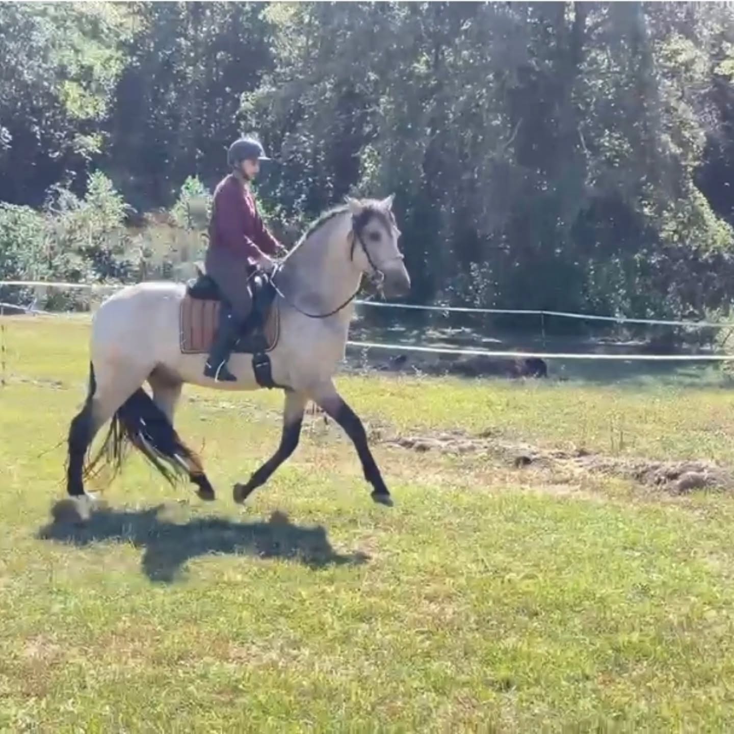 Always striving for perfection kills movement exploration. I don't care if each stride that my young horse takes isn't biomechanically perfect or correct, even as someone who has spent a lot of time studying "correct" biomrchanics and the why behind movement. It is unrealistic to think that every stride will be the same when we are talking about a living breathing creature.
I want him to explore movement, I want answers to certain questions to result in something that can be sculpted with enthusiasm. I want him to play with solutions and what works and doesn't. I dont think there is any other way for self carriage to develop under a rider without the imperfections of allowing a horse to play with movement and for them to have the freedom to do so.
This was our first time under saddle just playing with halt/trot transitions. We had been playing with it on the ground and he loved that game. It was also really helpful for him mechanically to.figure out compression without curling his neck under (which is something I find many Iberian breeds can easily fall into and get stuck there). So asked him to try it with me on his back, a still of him mid transition and a moment in time. And I honestly vould not be more proud of the way this young stallion thinks through these puzzles. The answers he comes up with and the ways he feels comfortable in using his body.
The beauty in working with young horses, and honestly Manny in particular because its been so indescribably amazing of a process, is to encourage them to feel and be free in their own bodies to get creative with us 💗